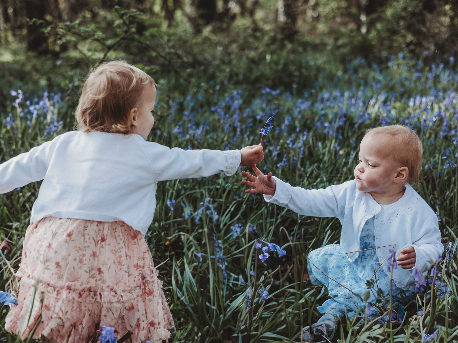 Two toddlers in white cardigans share a flower in a bluebell woodland, capturing a sweet sibling moment.