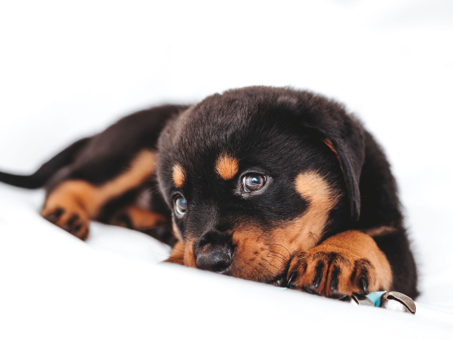 A cute Rottweiler puppy lying on a white surface, looking up with soulful blue eyes and tan markings.