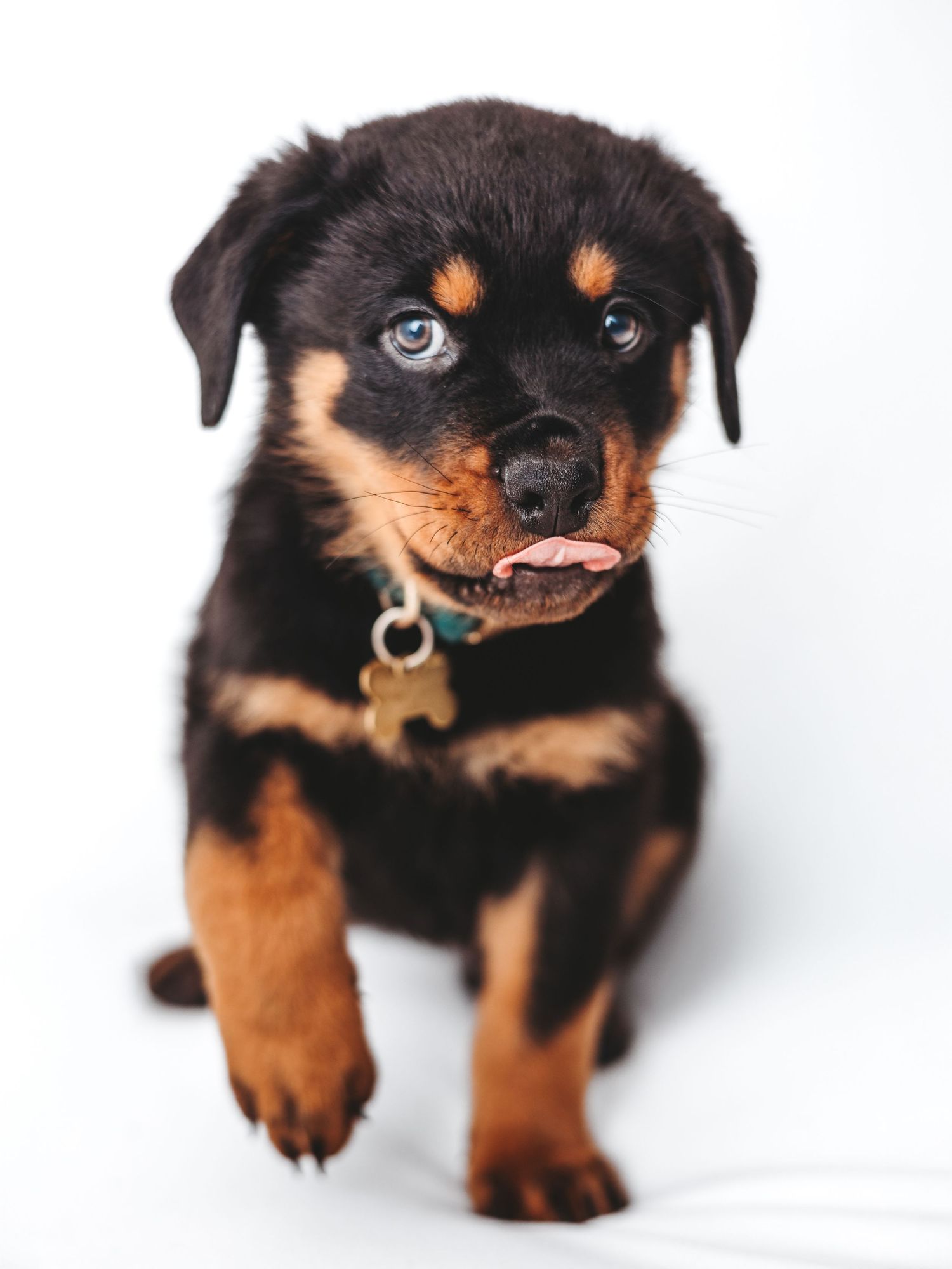 Adorable Rottweiler puppy with blue eyes and tongue out, wearing a gold bone tag collar, sitting on white background.