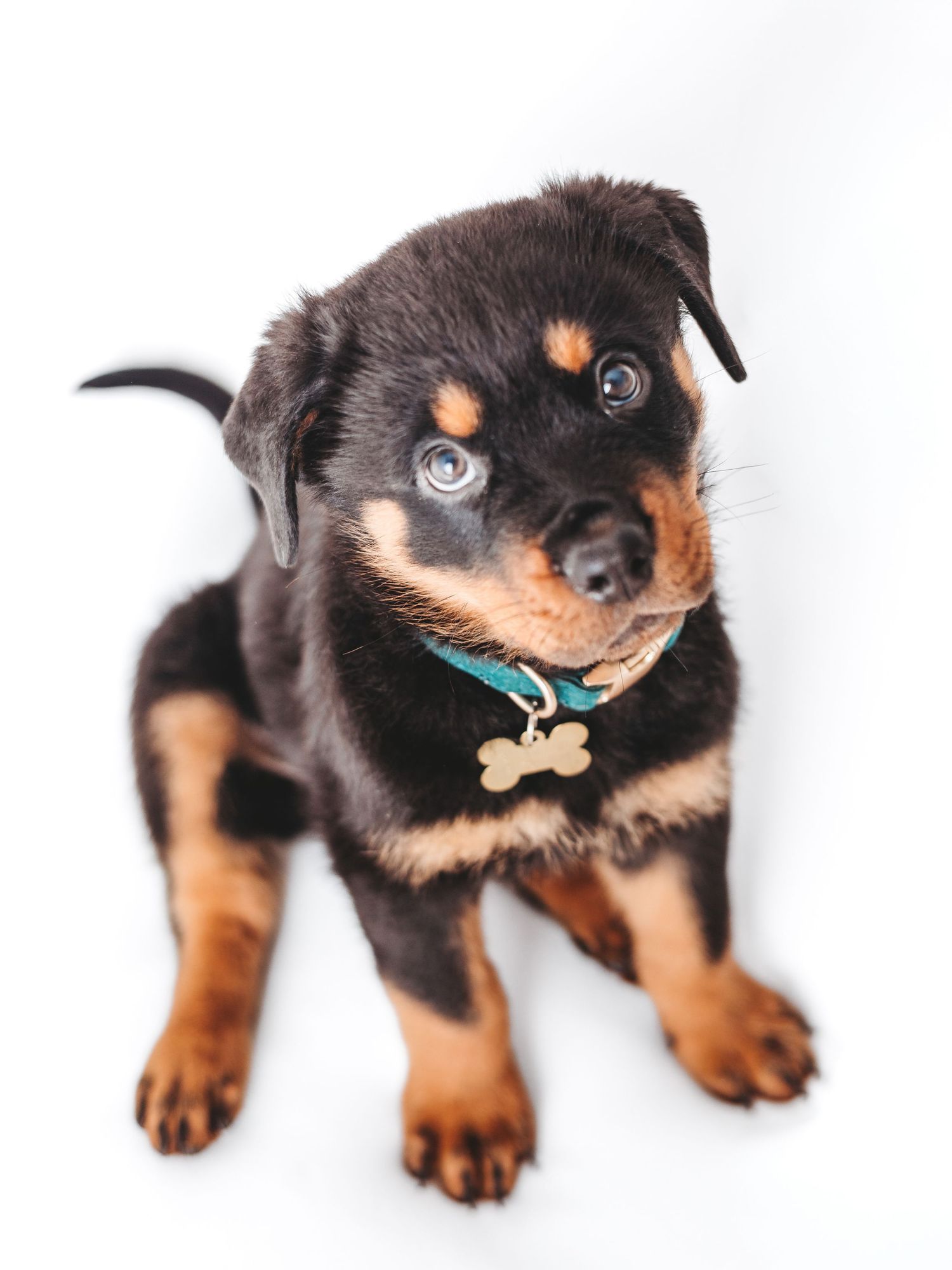 Adorable Rottweiler puppy with teal collar and bone tag sitting on white background, looking up curiously.