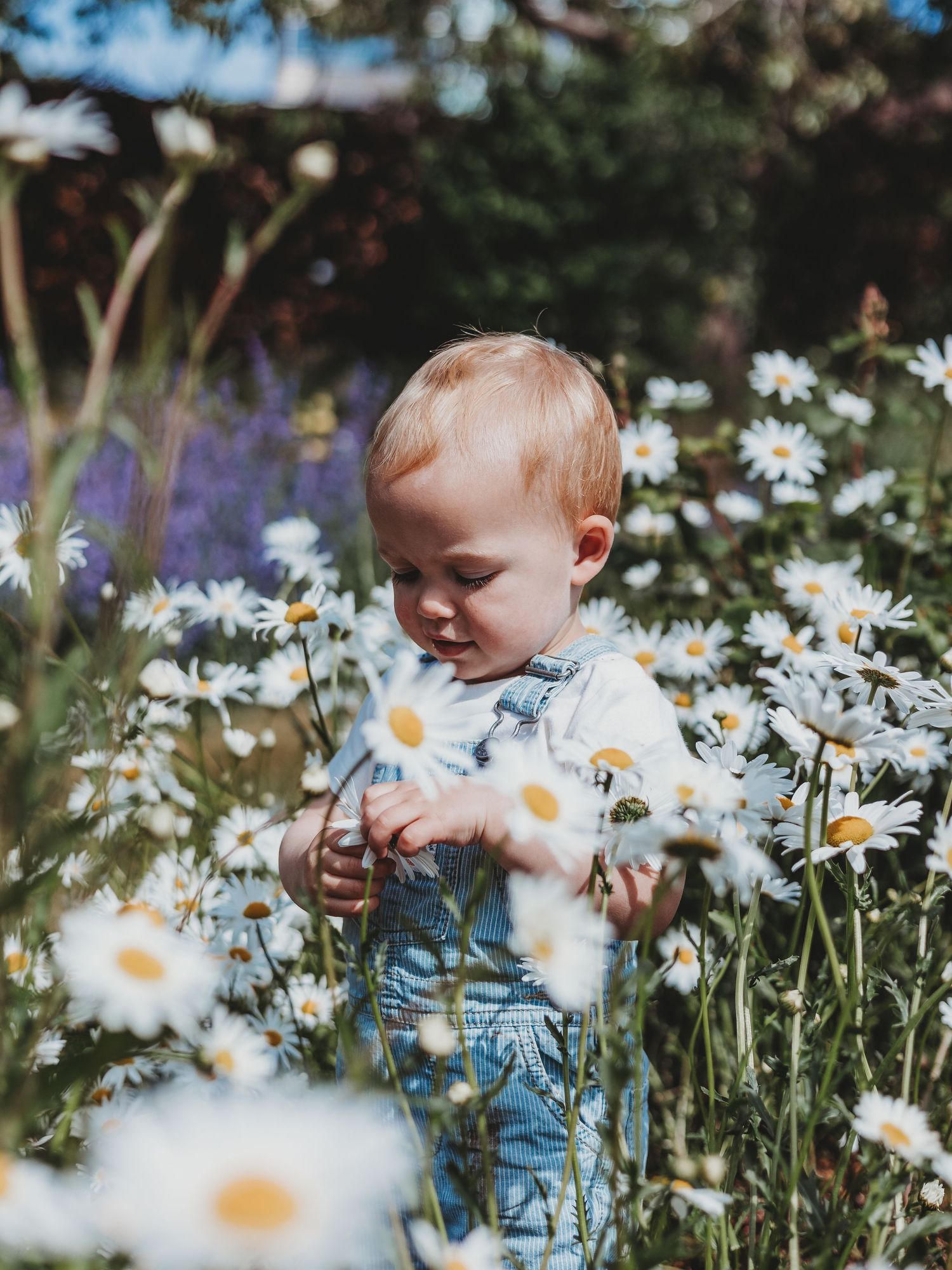 A toddler in denim overalls explores a sunny field of white daisies, gently touching the flowers.