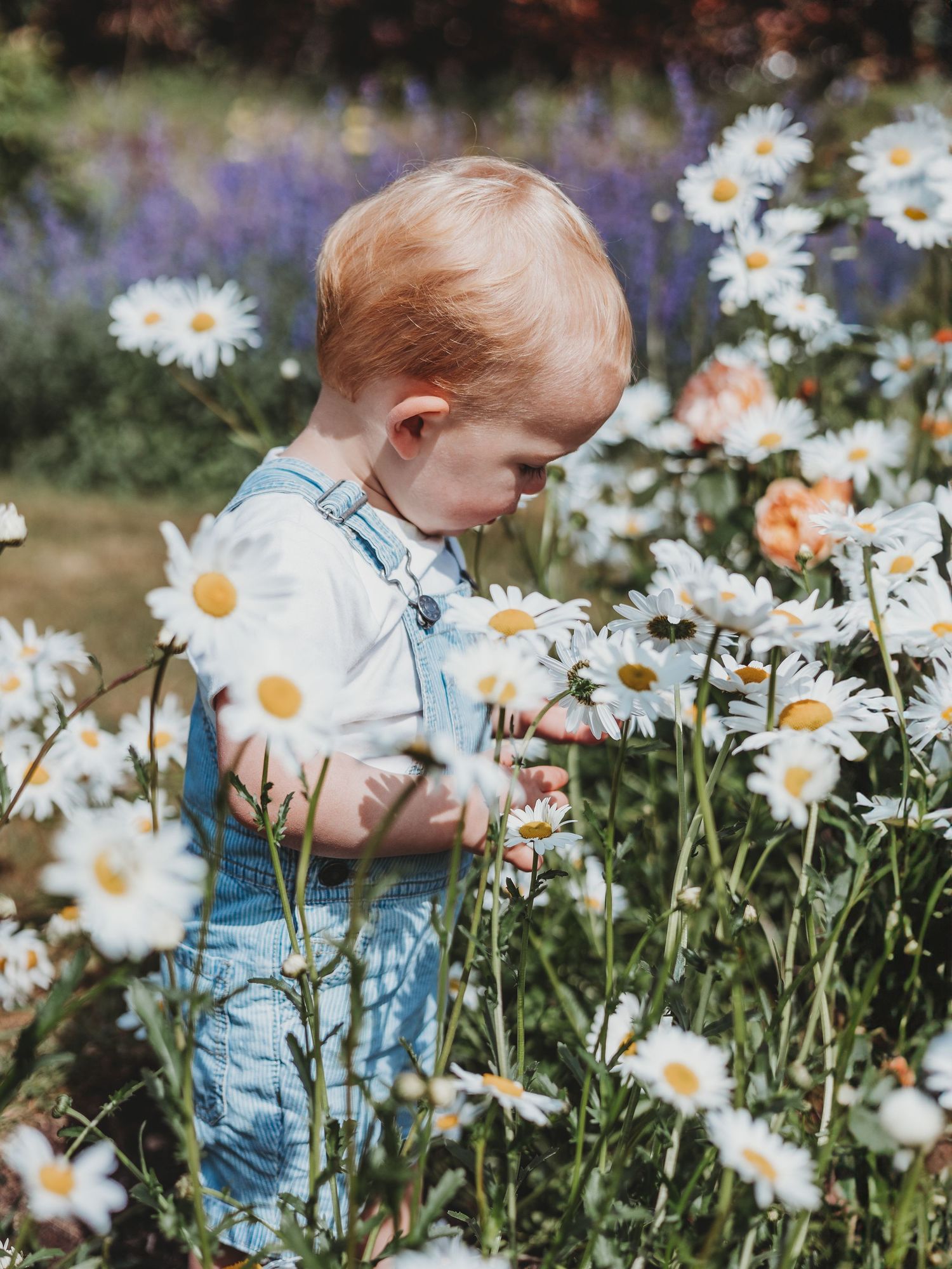 A toddler in denim overalls gently touches white daisy flowers in a lush garden.