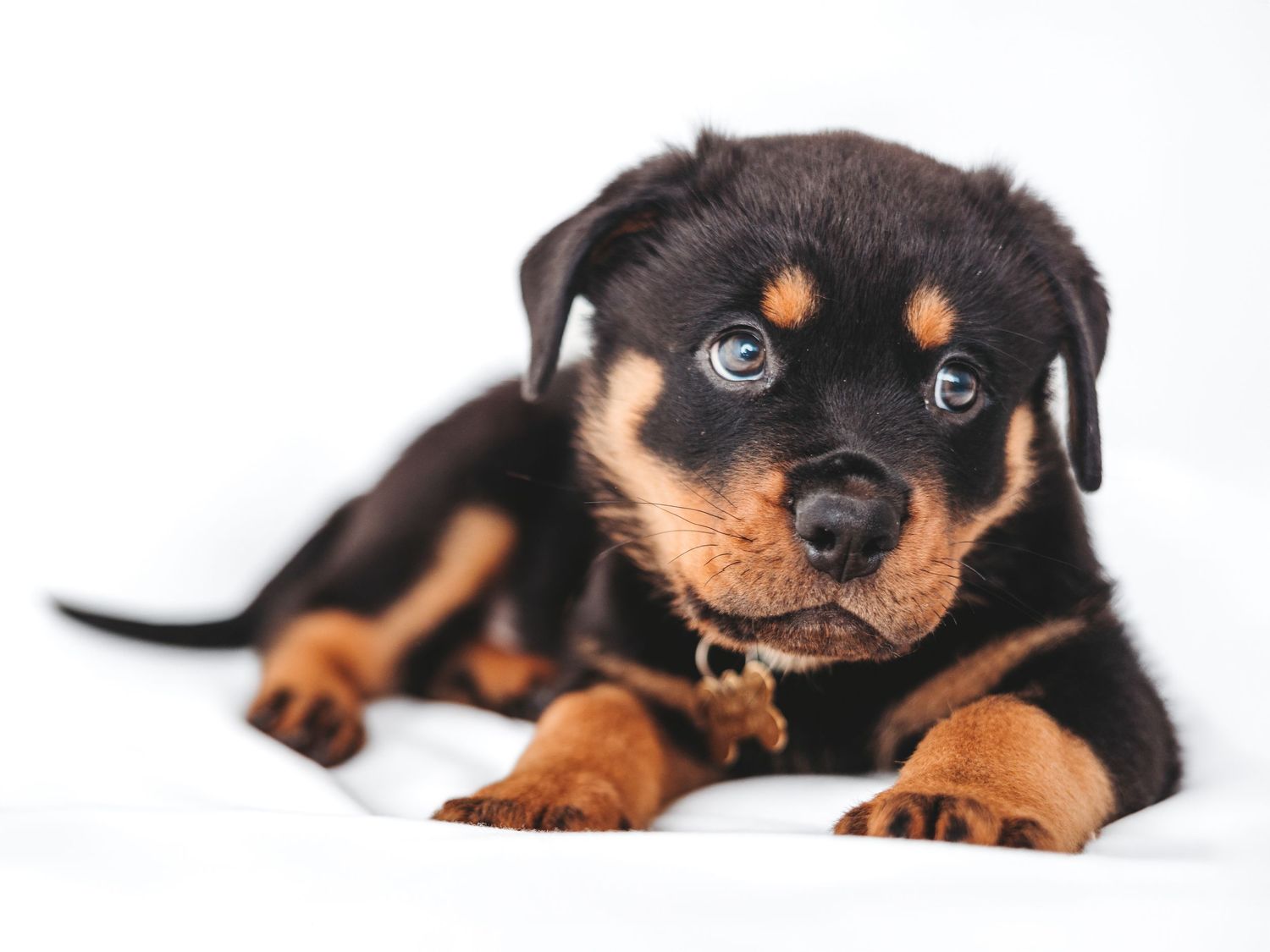Adorable Rottweiler puppy with black and tan markings lying on a white background with blue eyes.