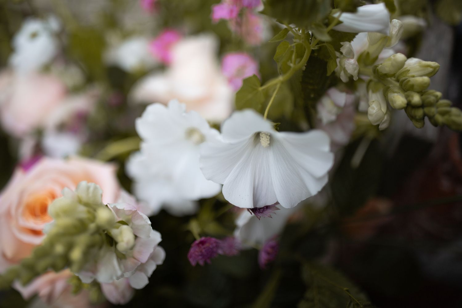 A close-up view of delicate white and pink petunias blooming in a garden setting with soft natural lighting.