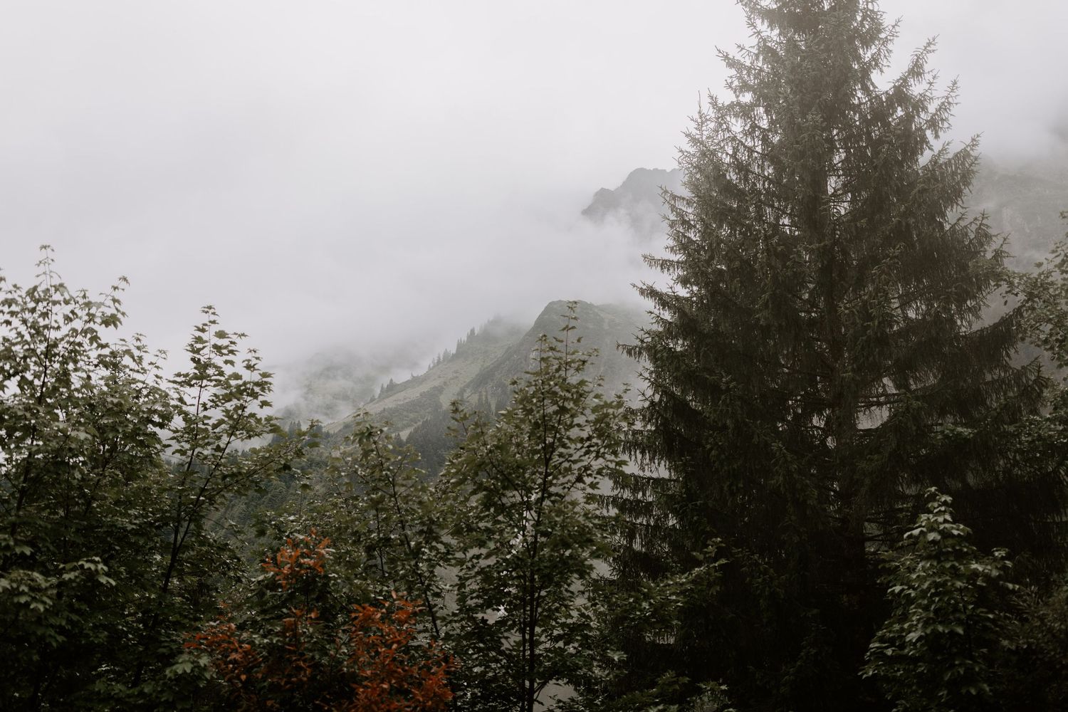 Foggy mountain landscape with evergreen trees and cloudy skies.