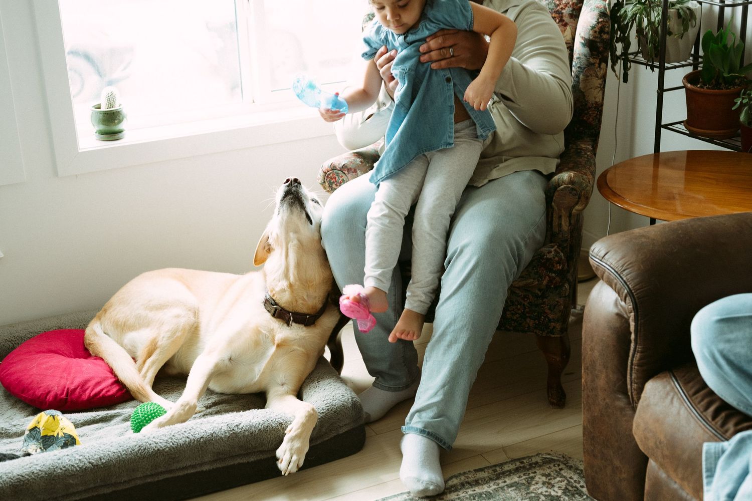 A yellow Labrador dog looks up at a baby held by an adult sitting in a cozy living room chair.