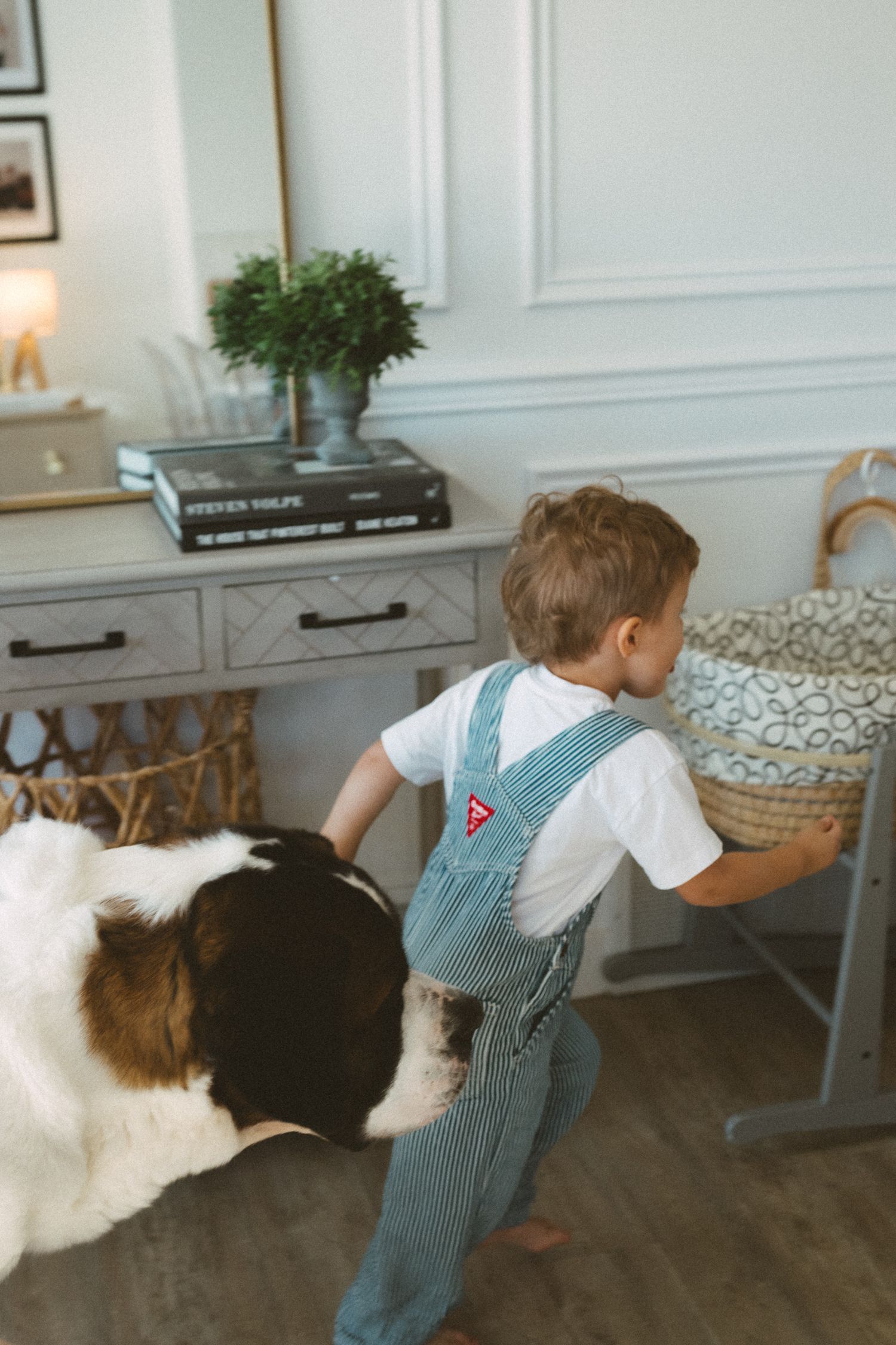 Two small dogs play together on a hardwood floor next to white furniture and decor.