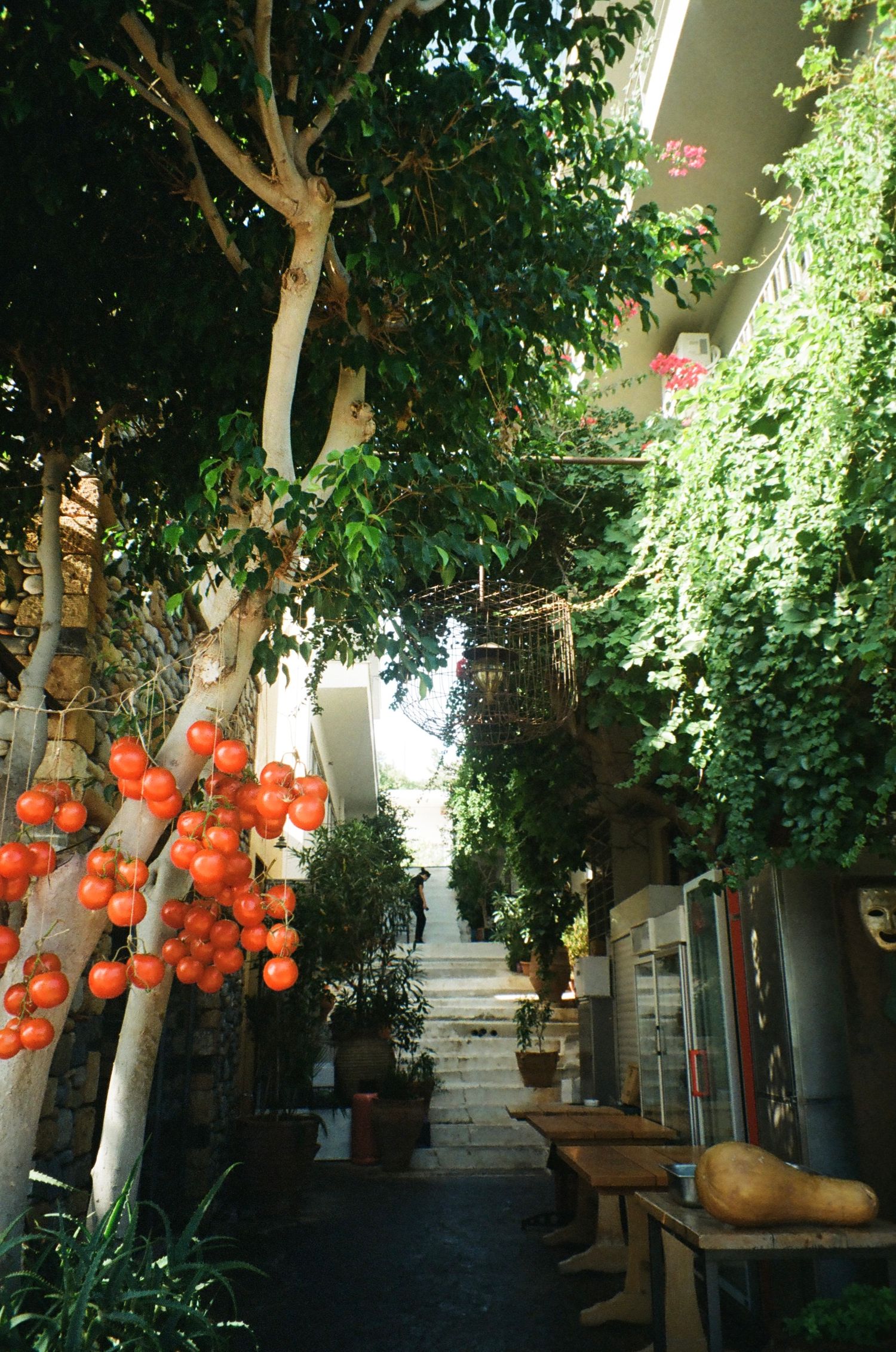 Narrow alley decorated with orange lanterns and climbing vines in a Mediterranean setting.