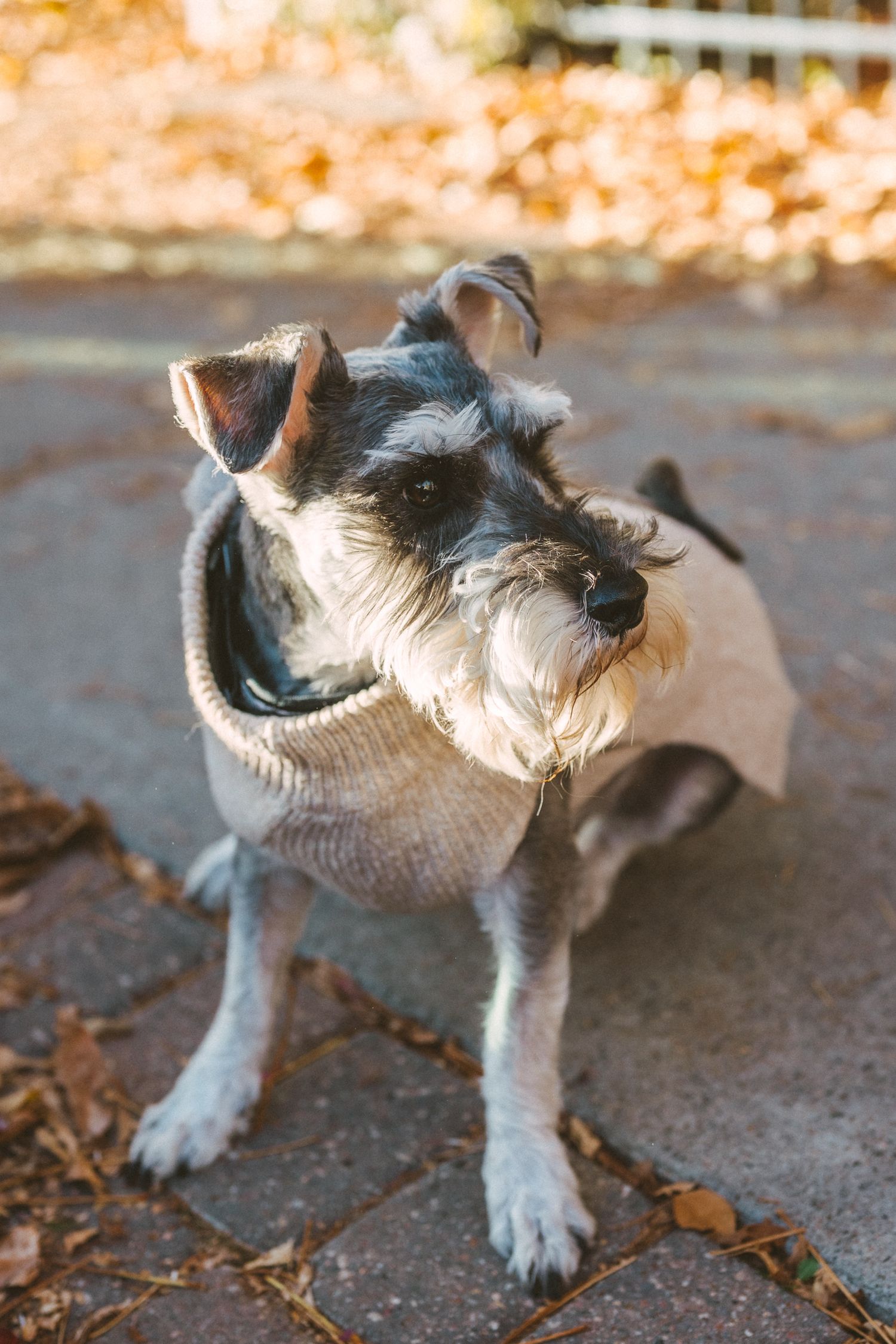 A miniature schnauzer shakes its head vigorously, creating motion blur in its fur and ears.