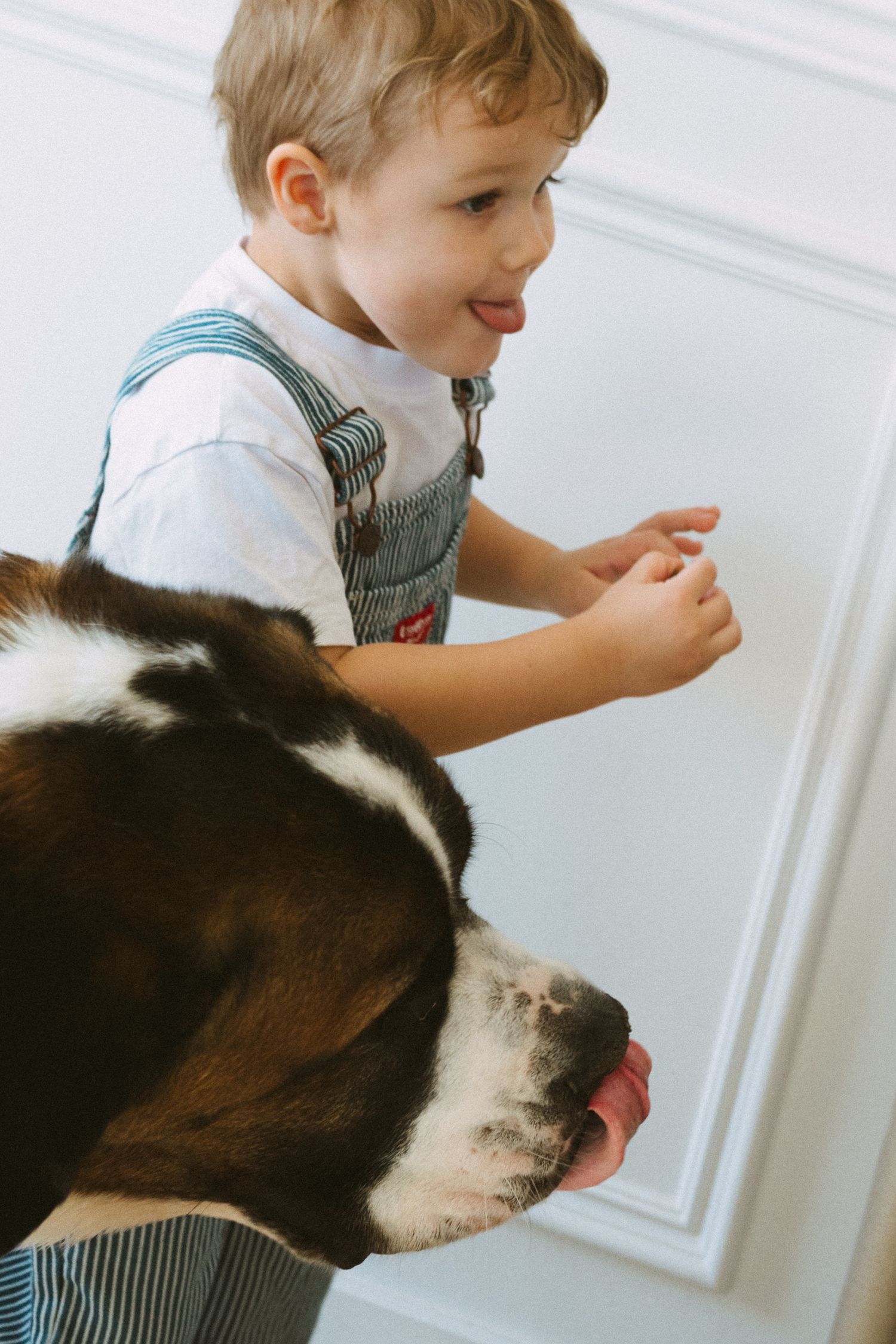 Young child in striped overalls interacting with a black and white dog near a white wall.