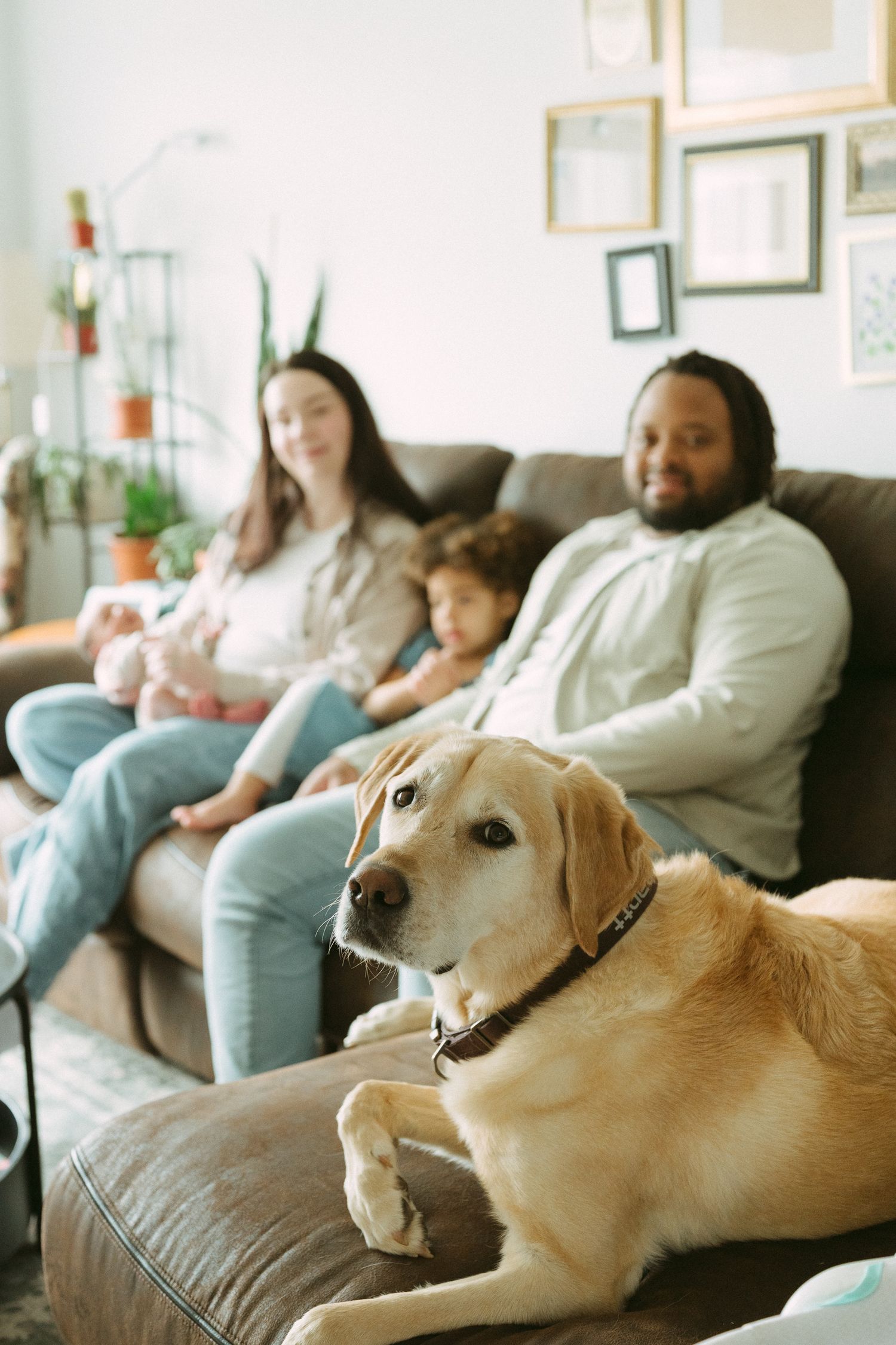 A golden Labrador rests on a sofa in front of a happy family with two children in a cozy living room.