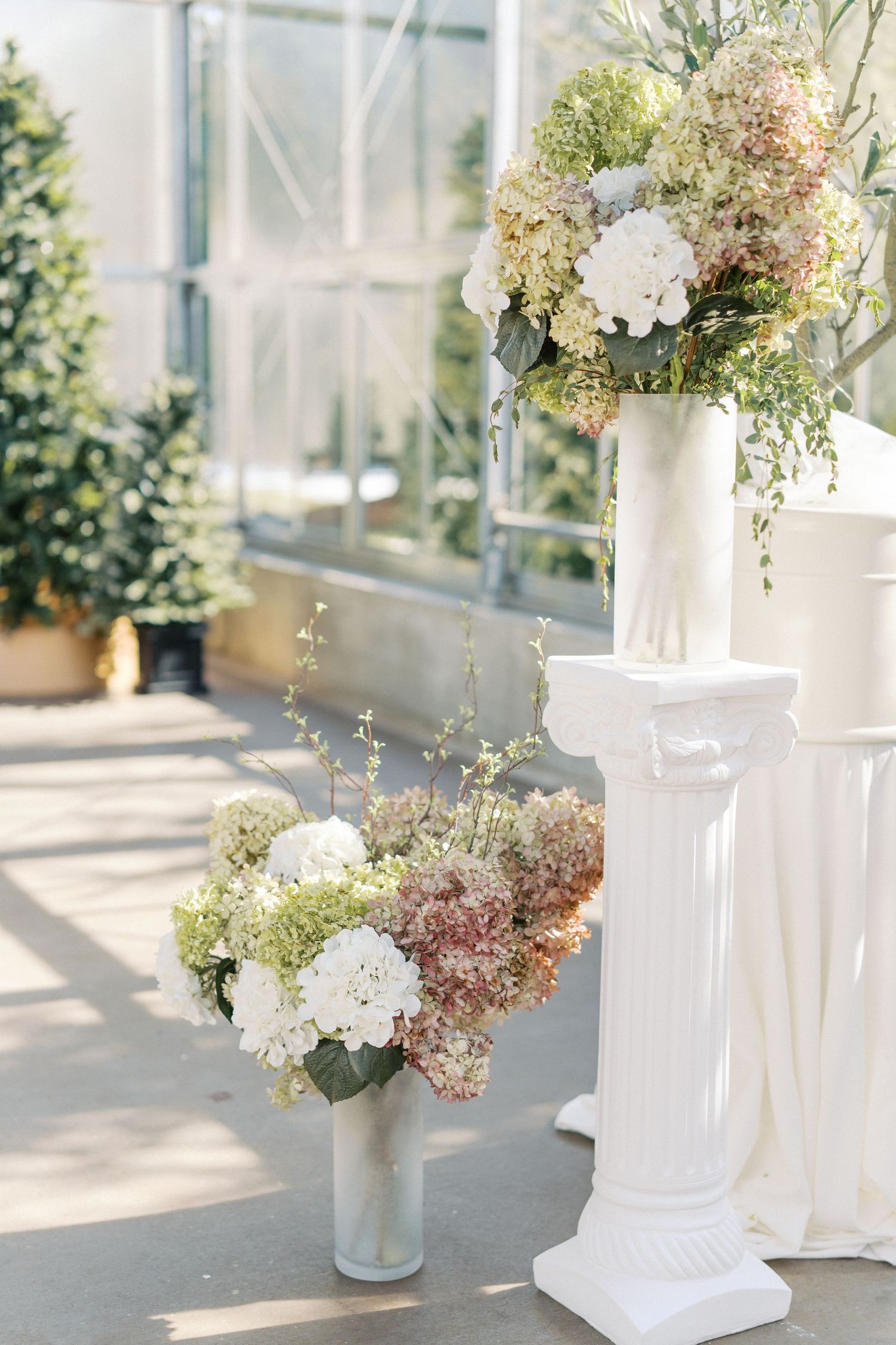 Elegant wedding floral arrangements with white hydrangeas in white vases on classical pedestals in a greenhouse setting.