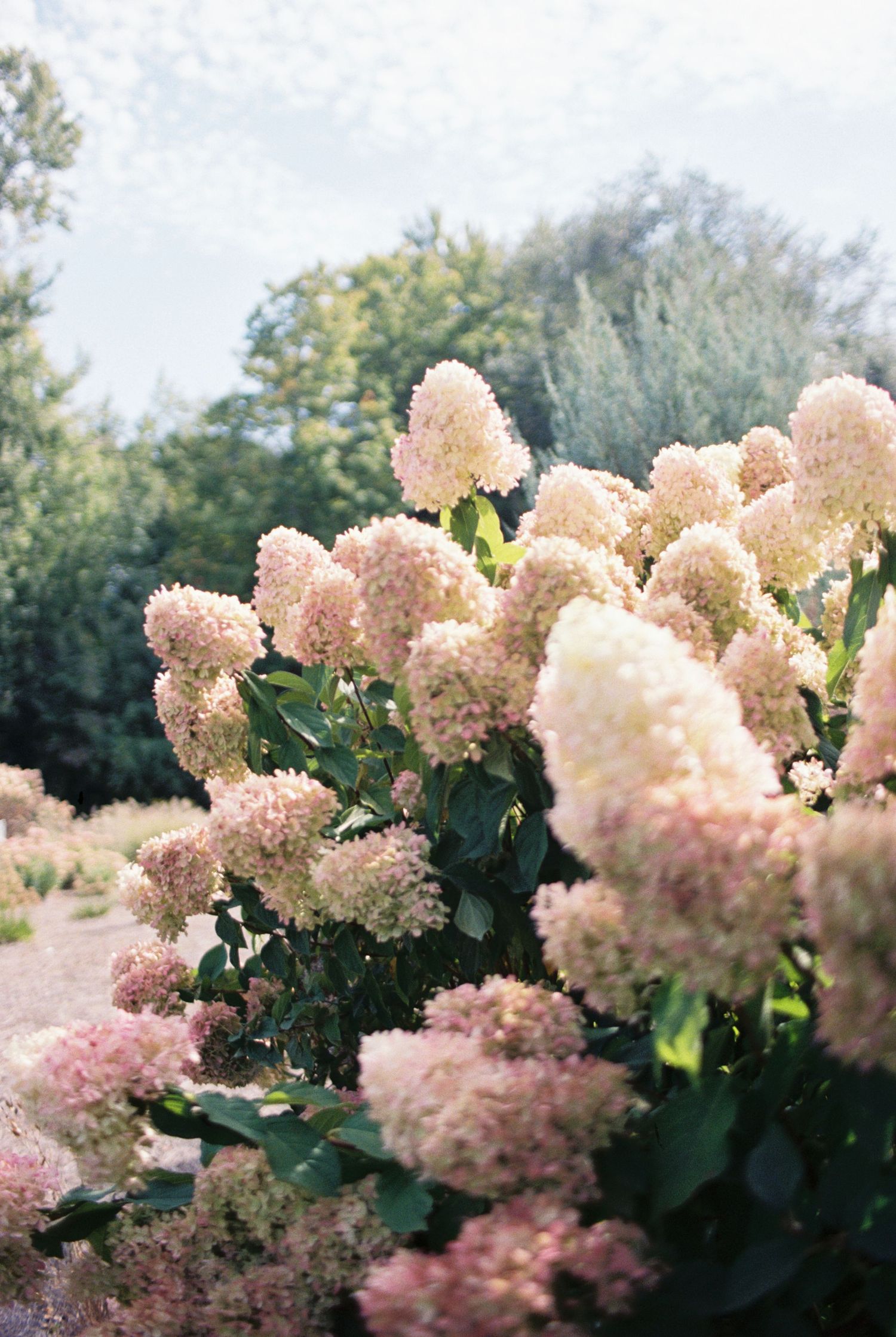 Beautiful pink hydrangea flowers blooming in a garden setting.