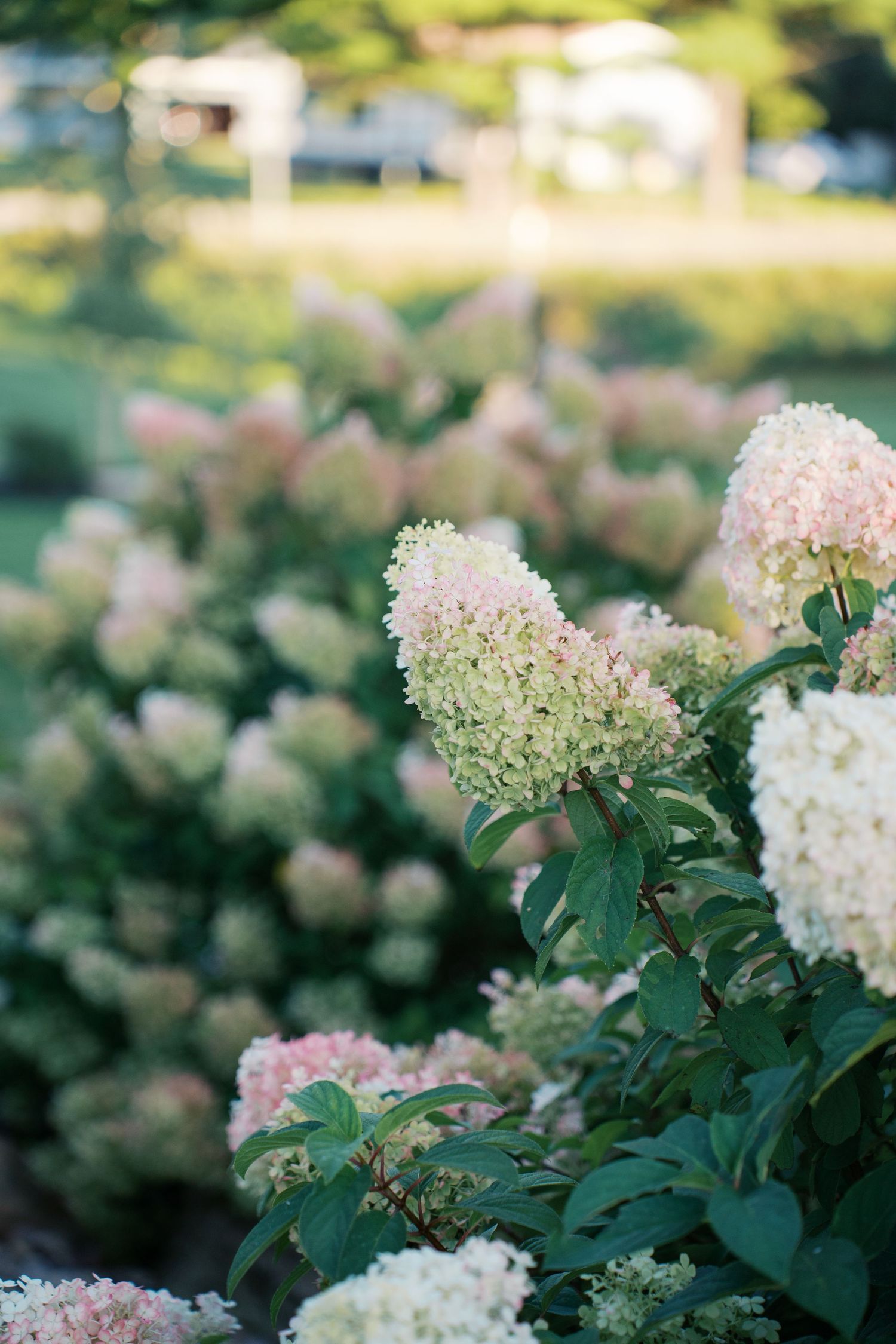 Blooming hydrangea bushes with soft pink and white flowers in a summer garden.