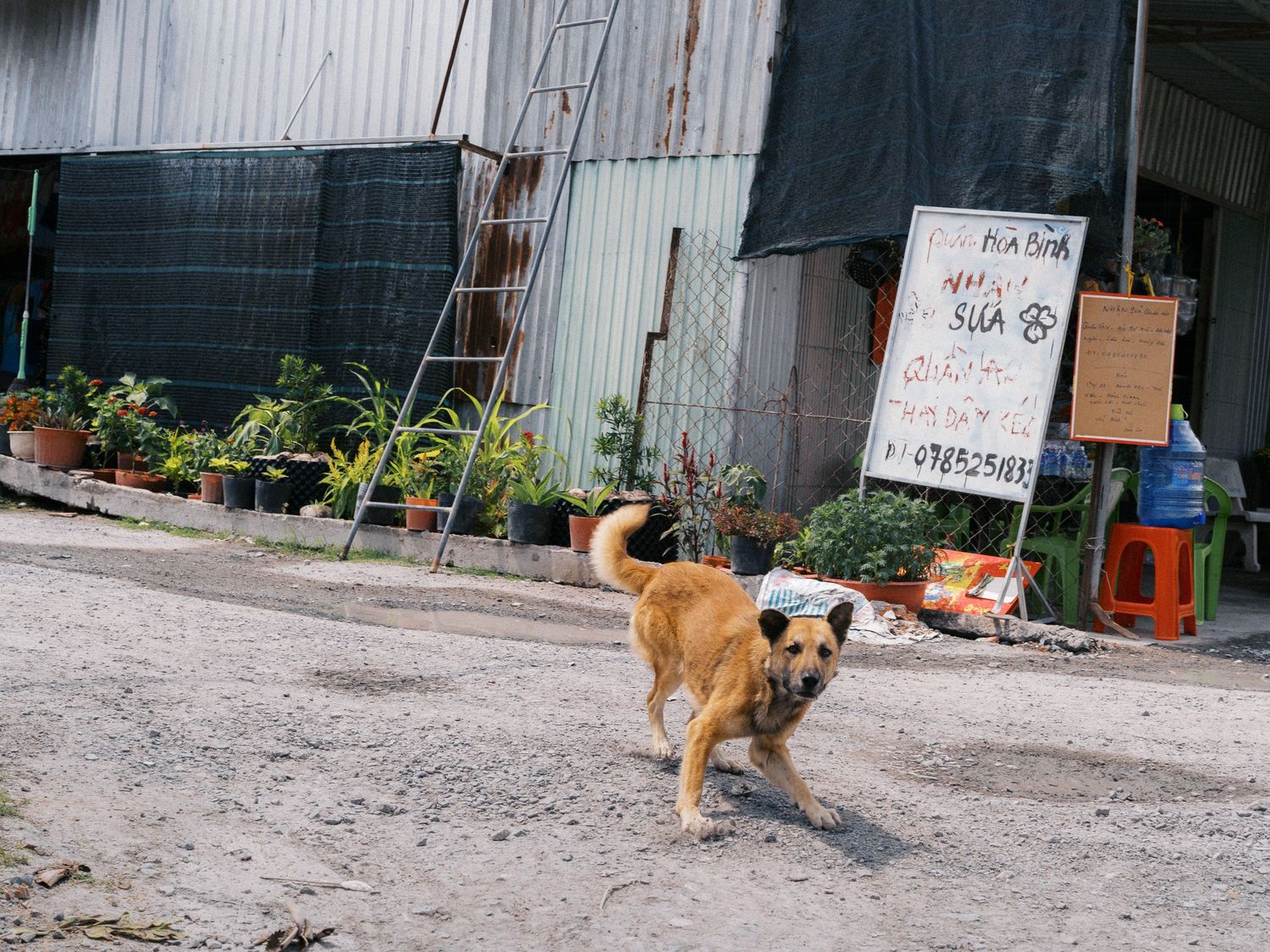 A tan stray dog trots along a dirt road past a corrugated metal building, potted plants, a ladder and a handwritten sign.
