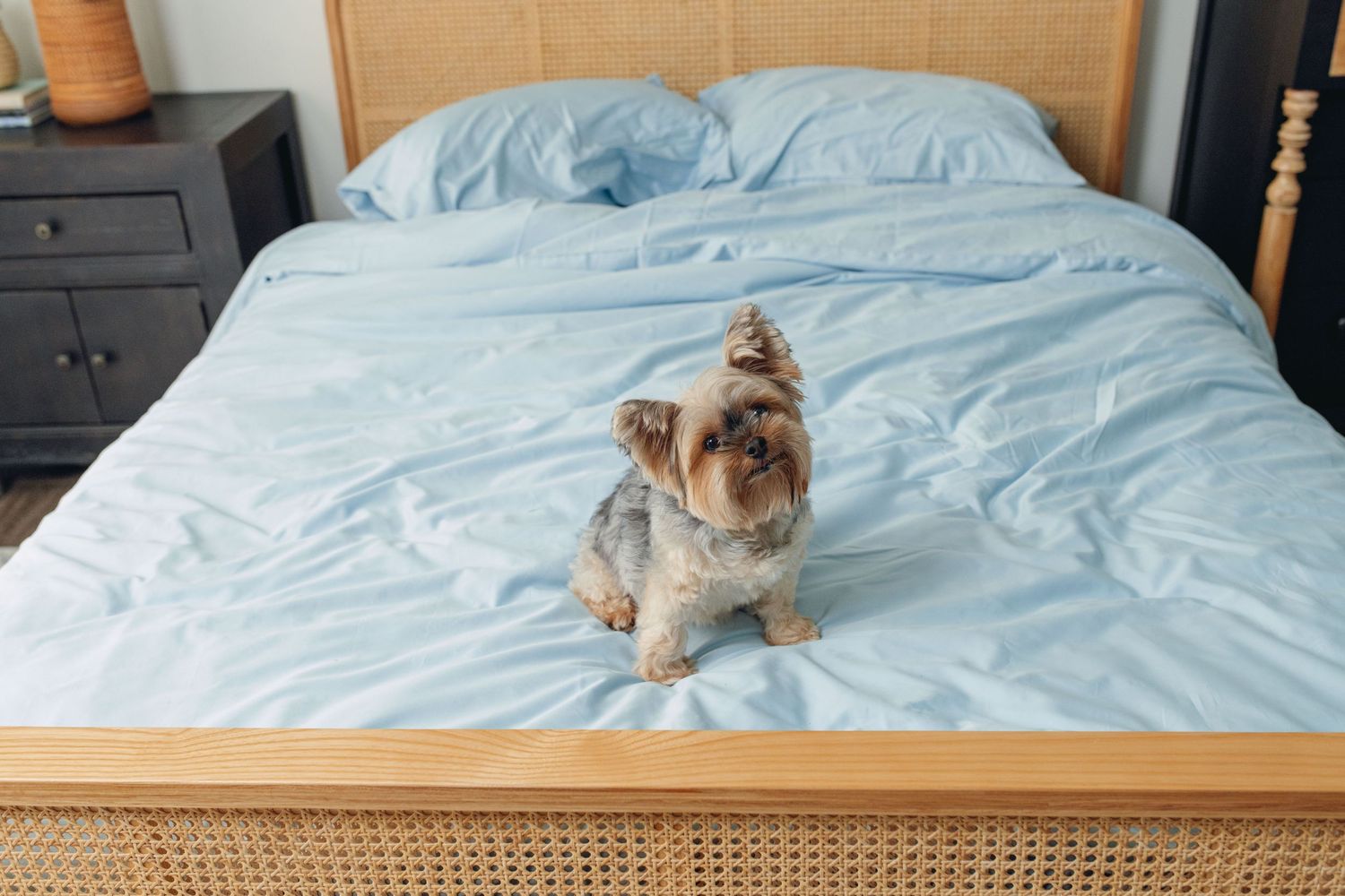 Small Yorkshire Terrier dog sitting on a light blue bedding set on a rattan bed.