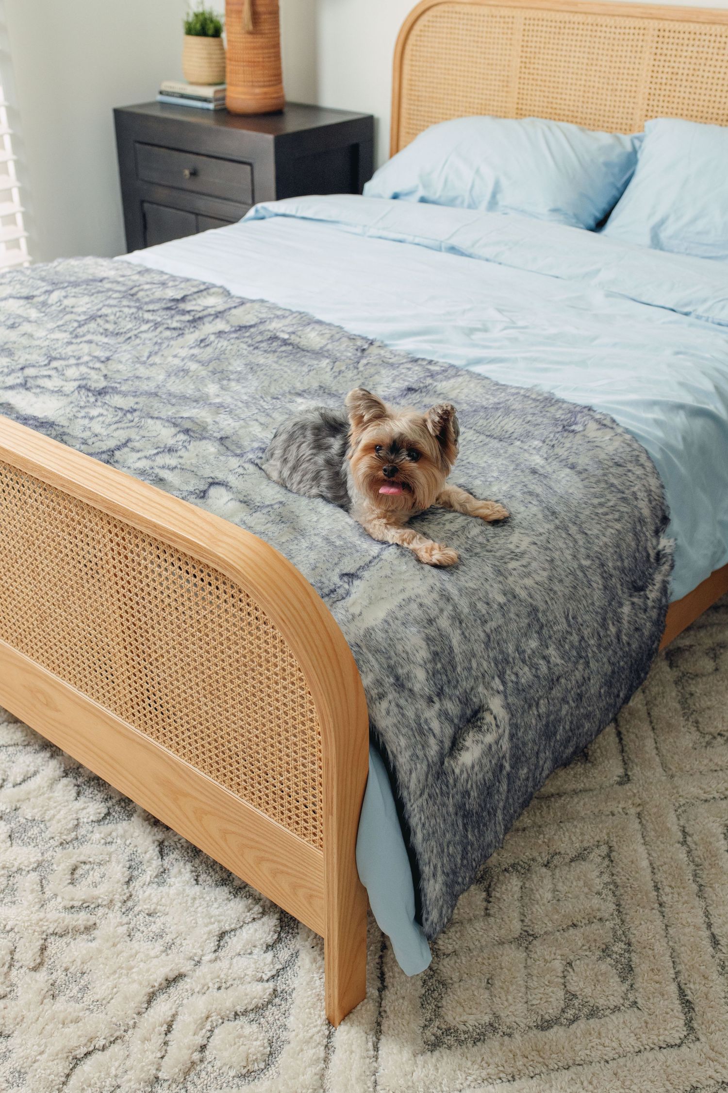 Small Yorkshire Terrier dog lying on a rattan bed with blue and gray bedding.