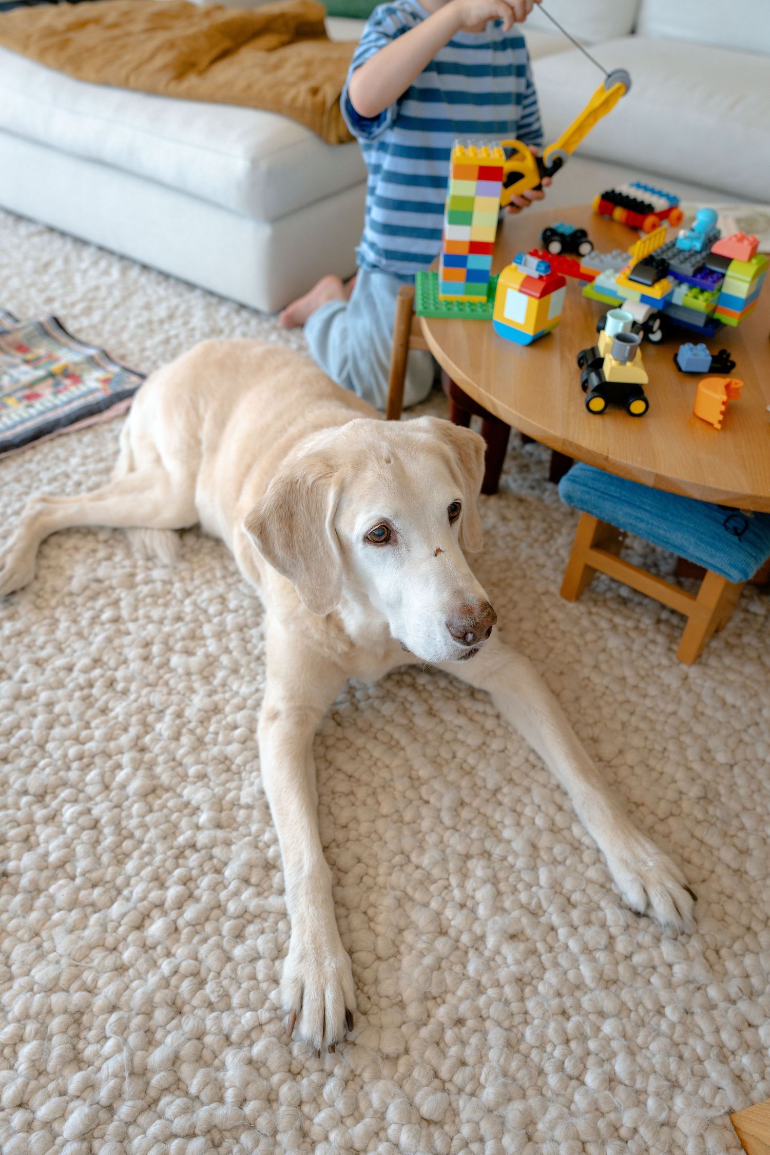 A golden Labrador rests on a carpet while a child plays with colorful building blocks at a small wooden table.