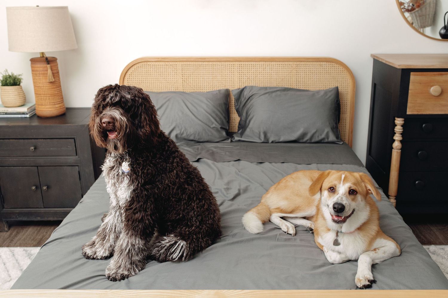 Two dogs sitting on a gray bedding set on a rattan bed in a modern bedroom.