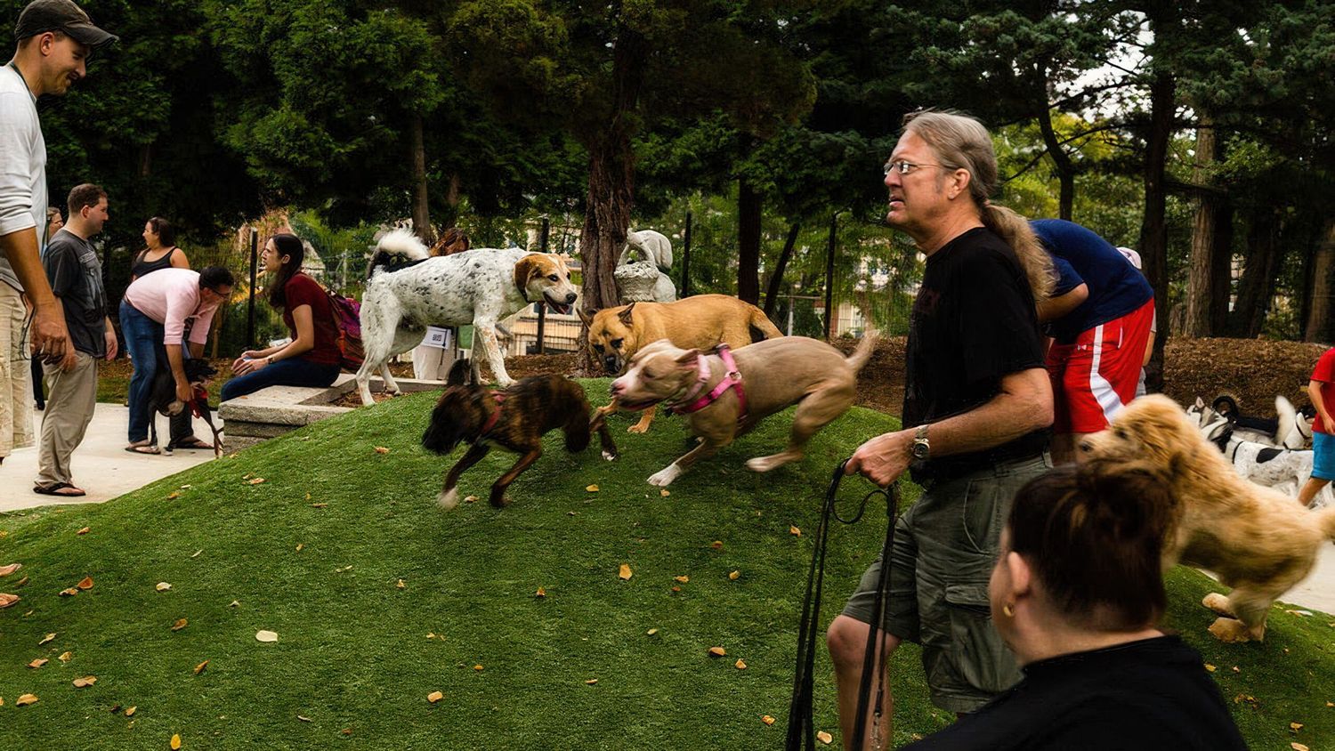 People and their dogs gather on grass during a sunny outdoor event at a park.