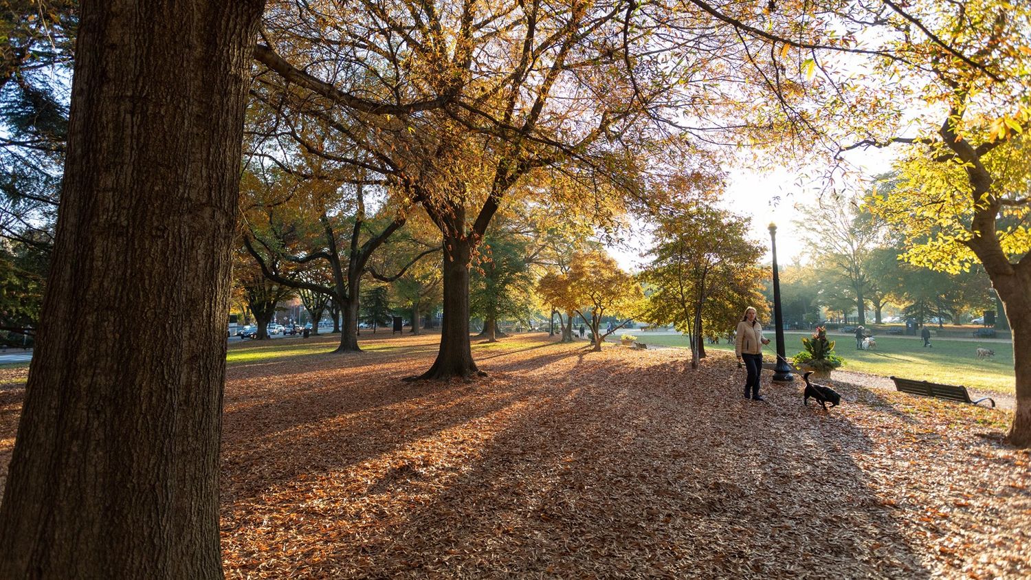 Autumn leaves cover a peaceful park path with benches and golden trees on a sunny afternoon.