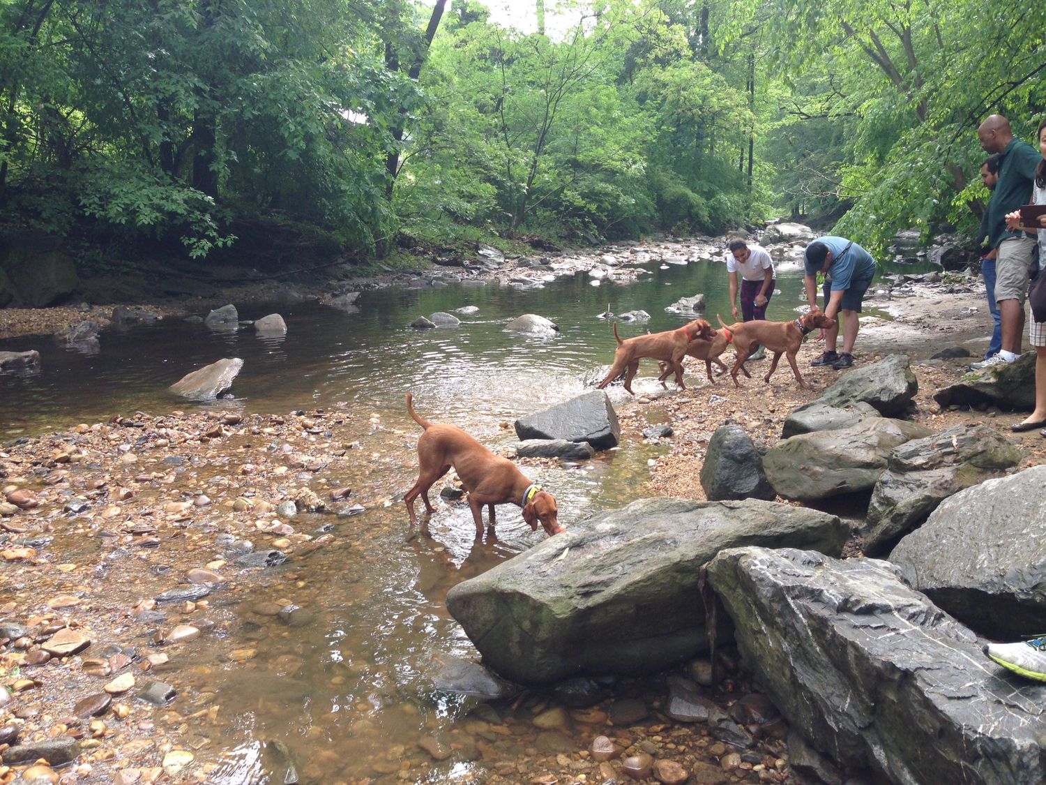 Several dogs and people enjoy a shallow rocky creek surrounded by lush green forest on a summer day.