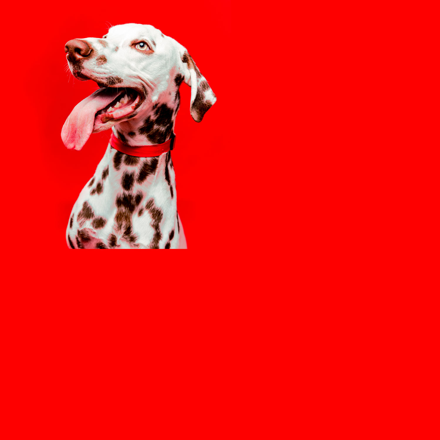 Side view of panting Dalmatian dog with distinctive spots on red backdrop.