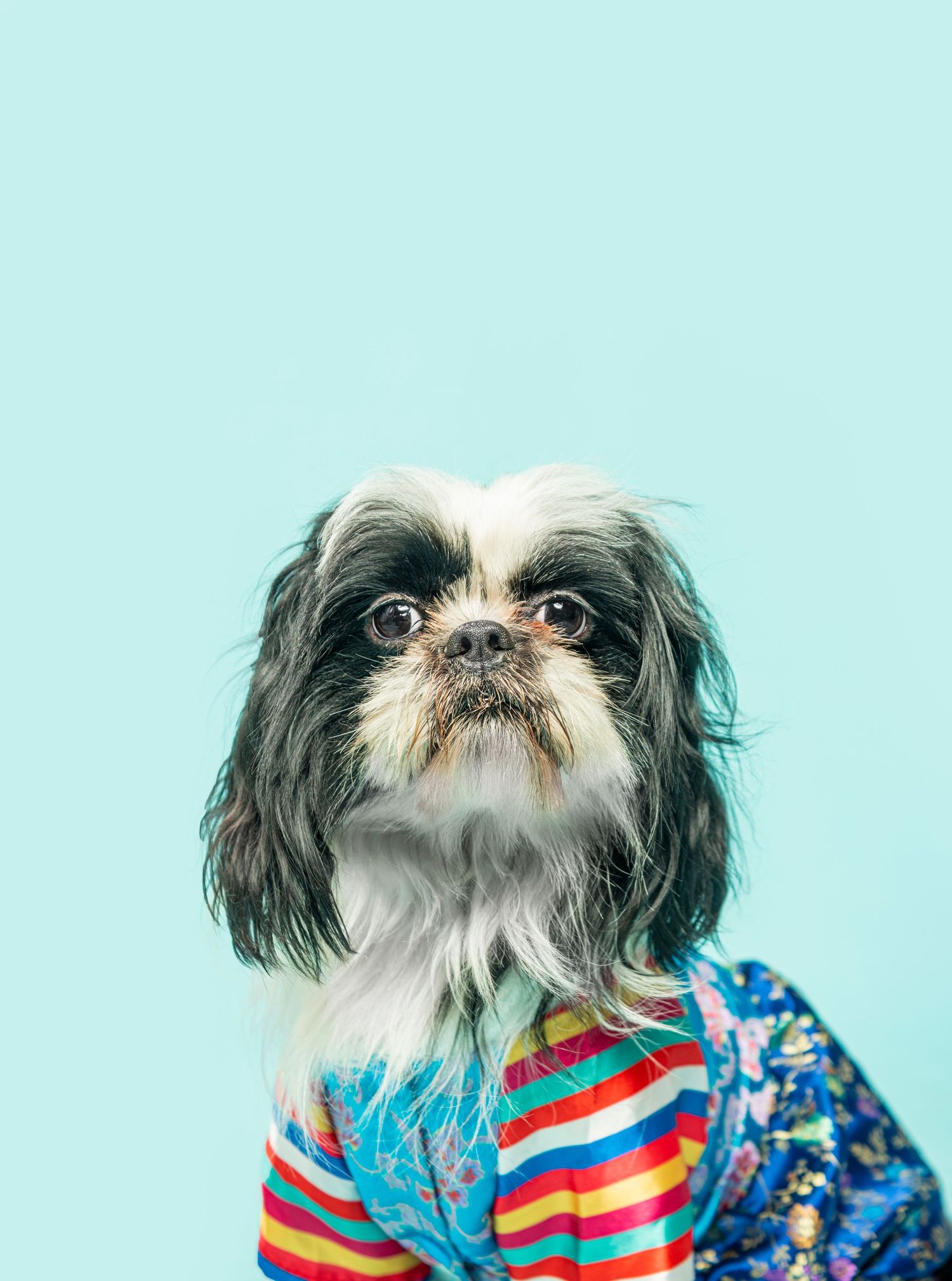 Shih Tzu dog wearing colorful striped shirt against light blue background.