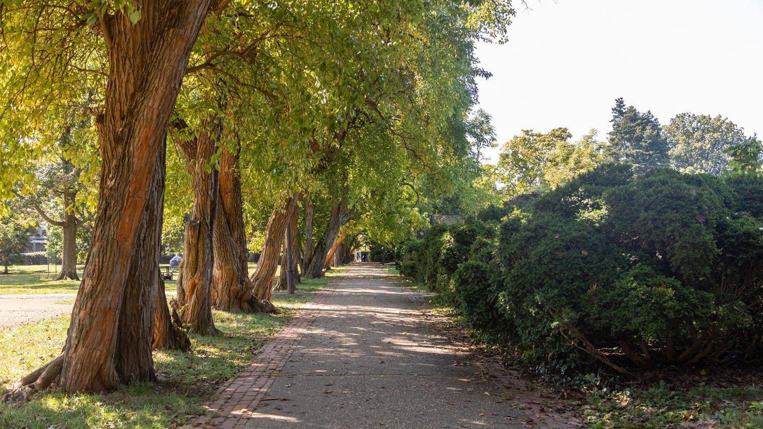 A scenic tree-lined path in a lush park with dappled sunlight streaming through the green canopy.