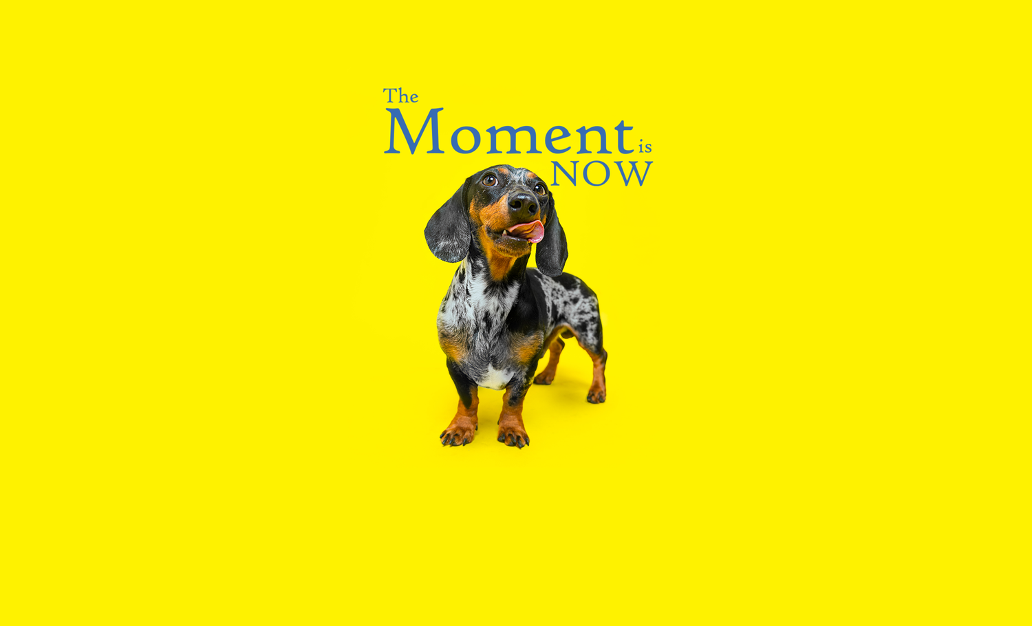 Dachshund stands alert on yellow background with blue text message.