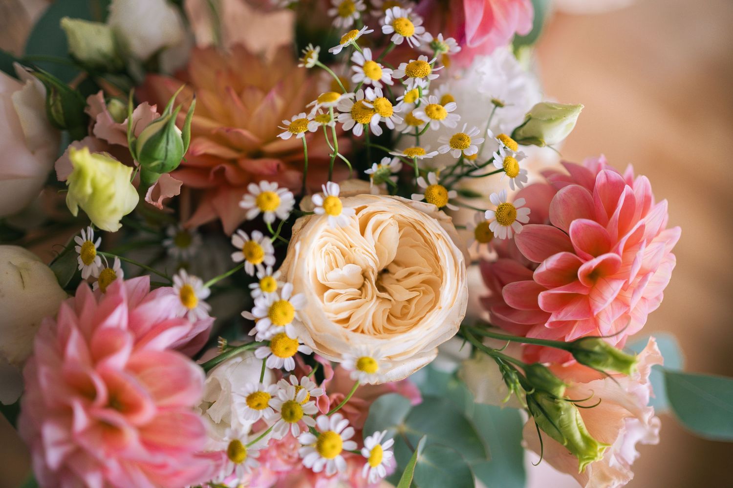 A romantic floral arrangement featuring pink dahlias, white garden roses, and delicate chamomile daisies in soft lighting.