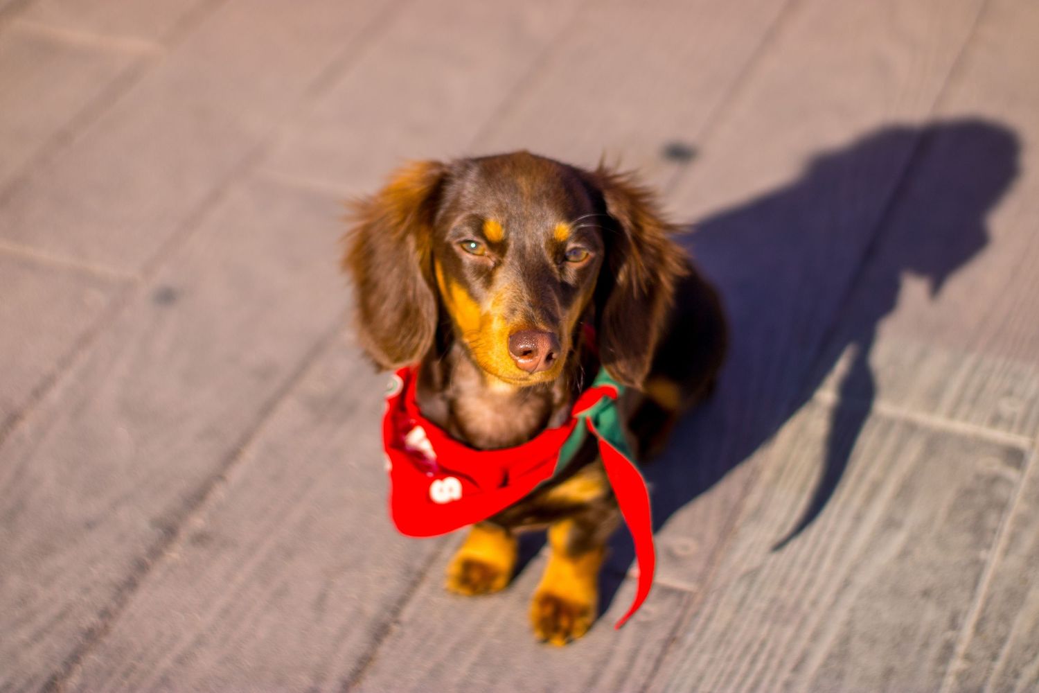 Adorable dachshund wearing a red bandana sitting on pavement looking up at camera.