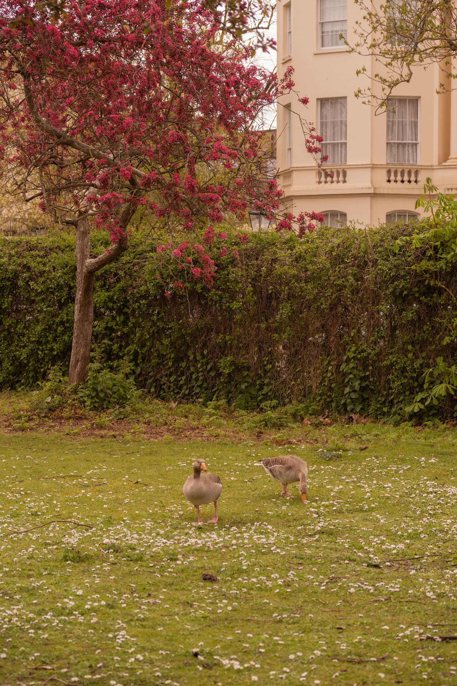 Spring duck  and birds in Regents Park, London