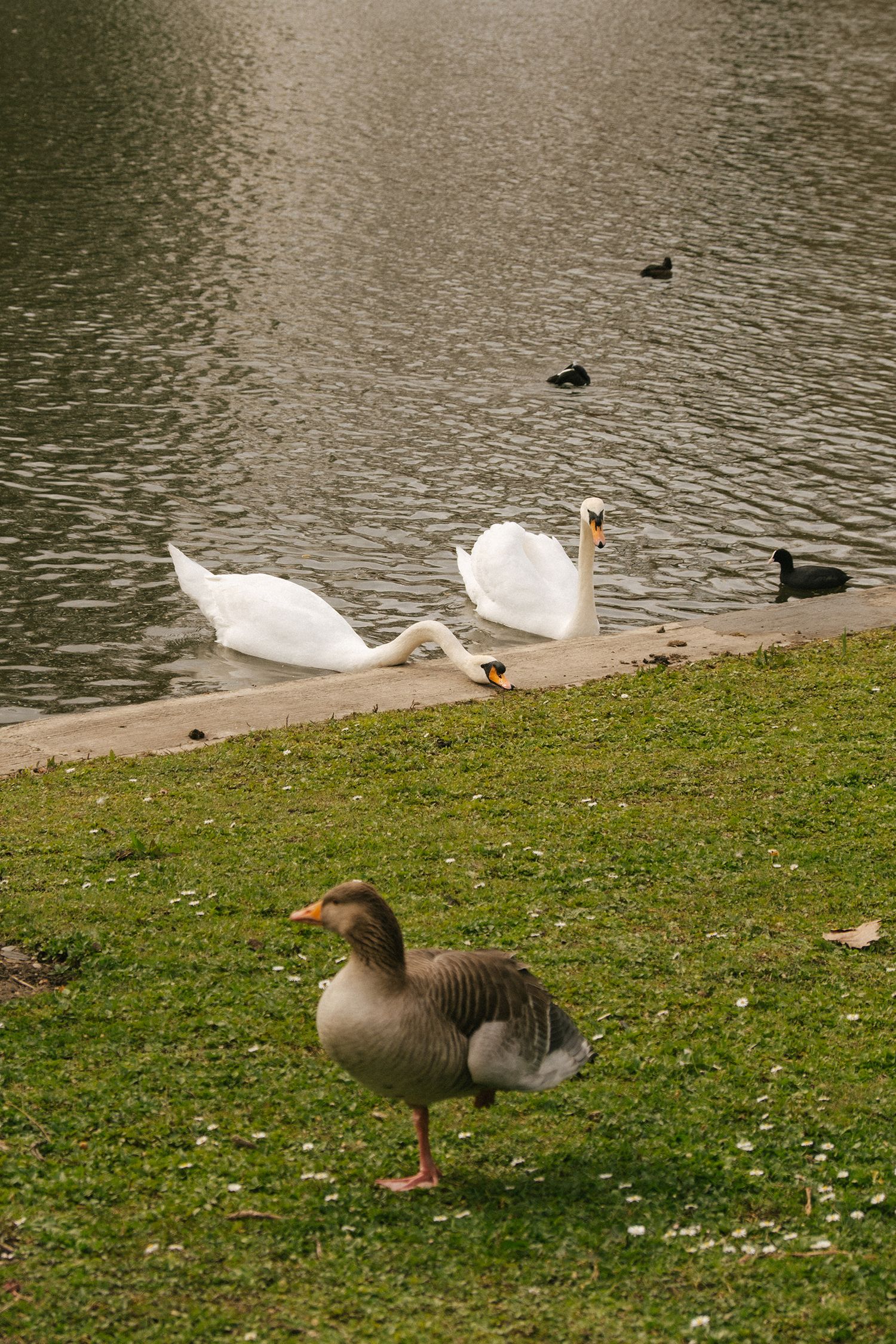 Spring , duck in Regents Park, London