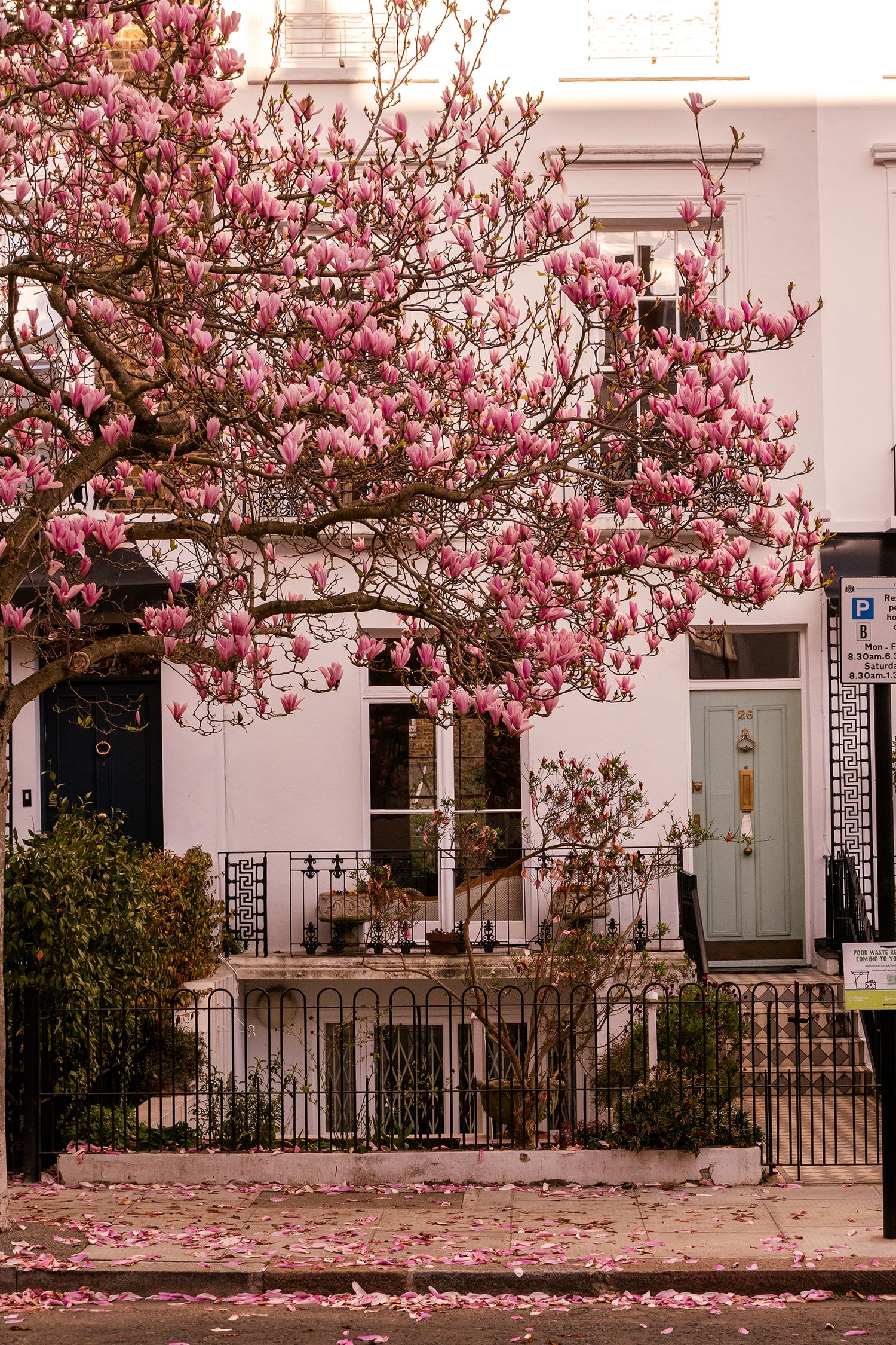 Spring, and cherry blossom in Notting Hill London