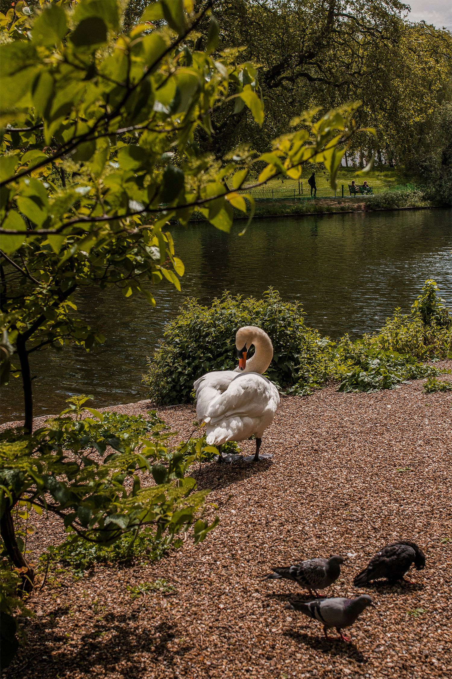Spring in St. James Park, London