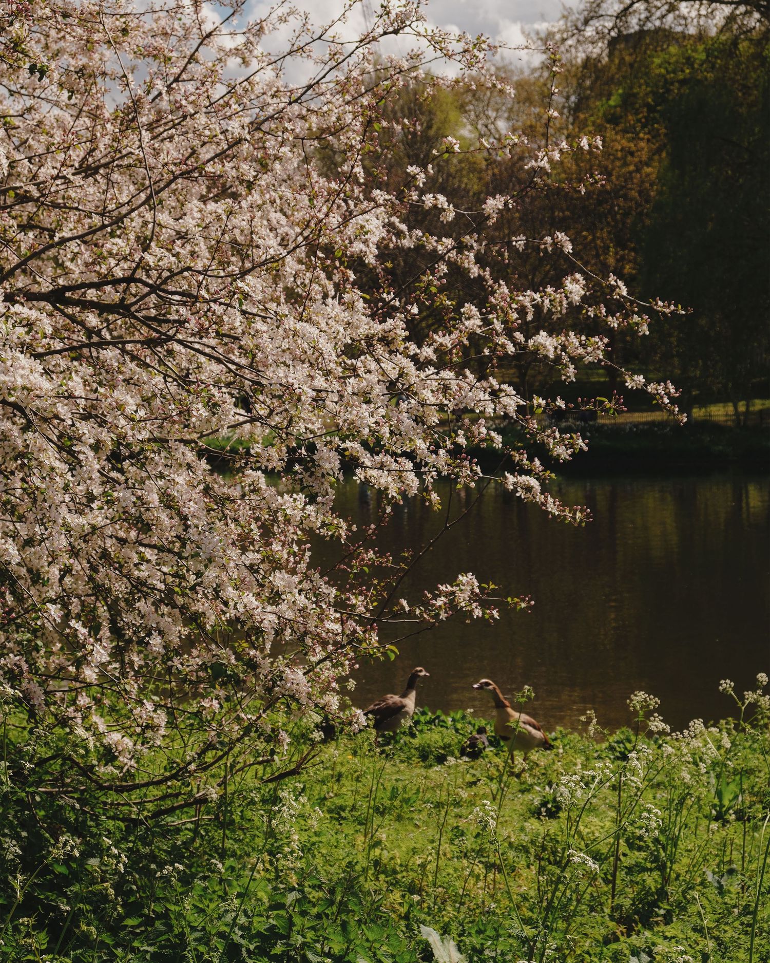 Spring in St. James Park, London