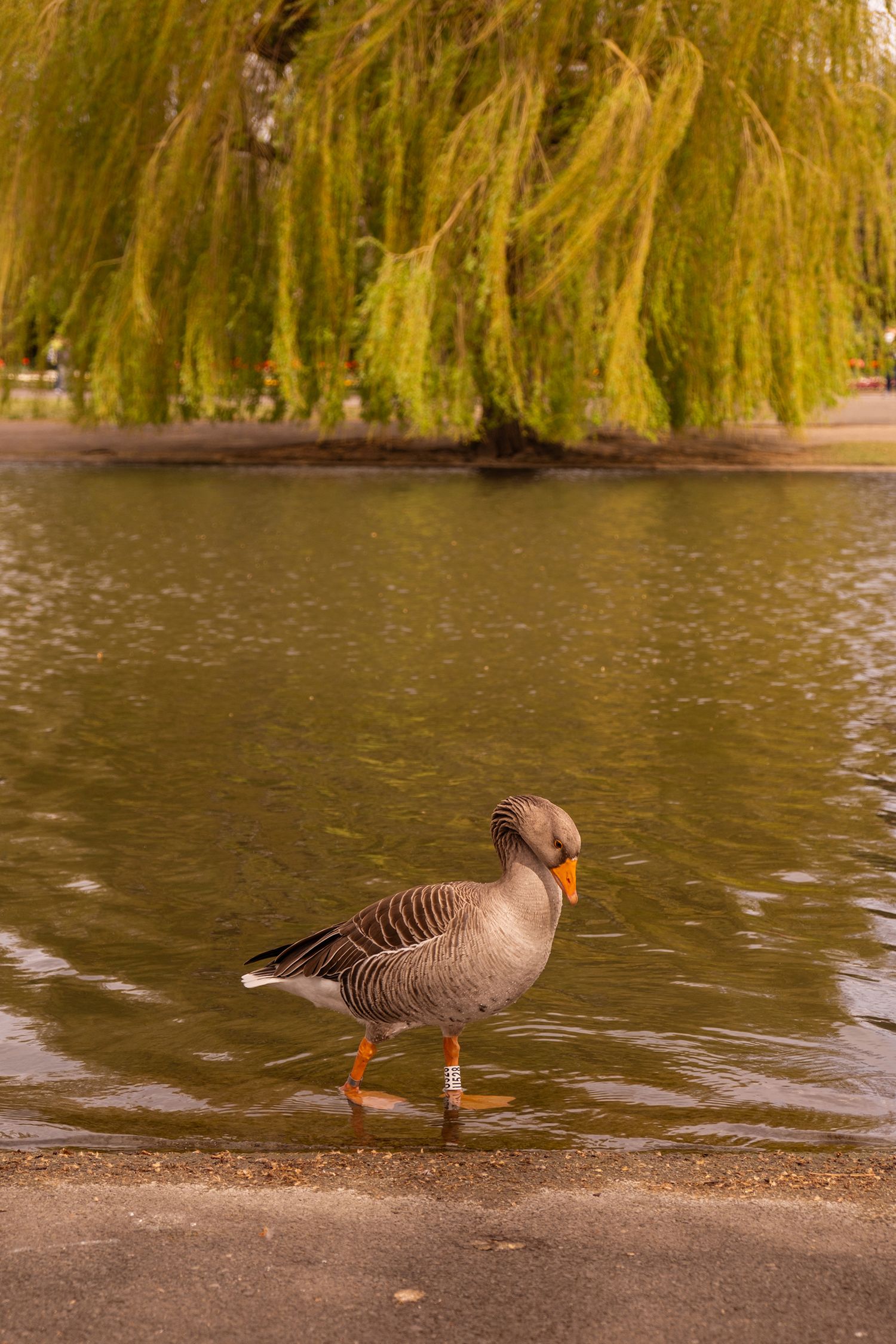 Spring, duck in Regents Park, London