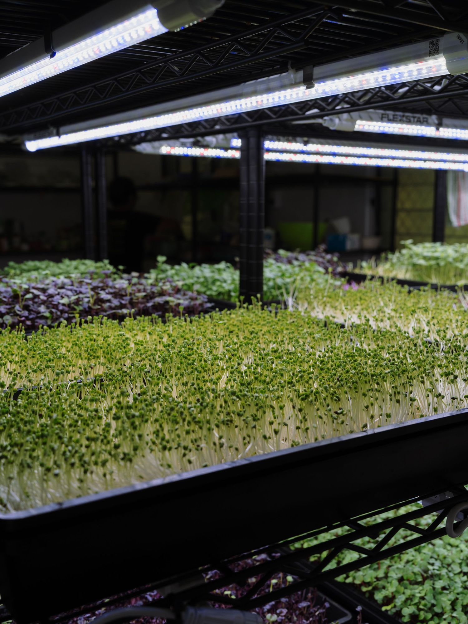 Indoor microgreens farm with LED grow lights illuminating trays of fresh green and purple sprouts on black shelving units.