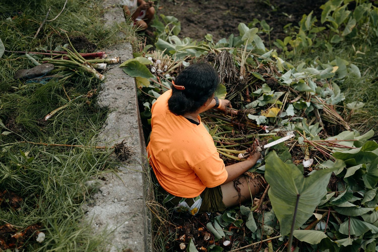 Person in orange shirt sorting harvested tropical plants outdoors amid lush green foliage.