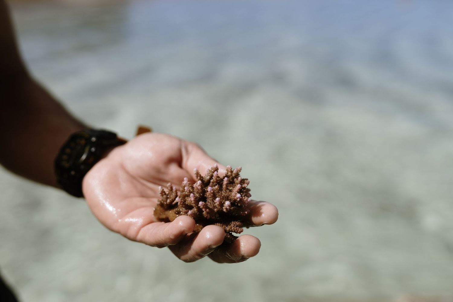 Hand holding a small piece of coral fragment near shallow clear ocean water.