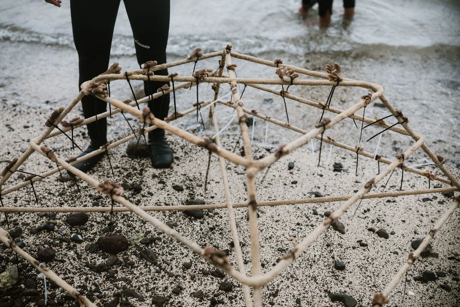 Geodesic dome frame structure with coral fragments standing in shallow muddy water.