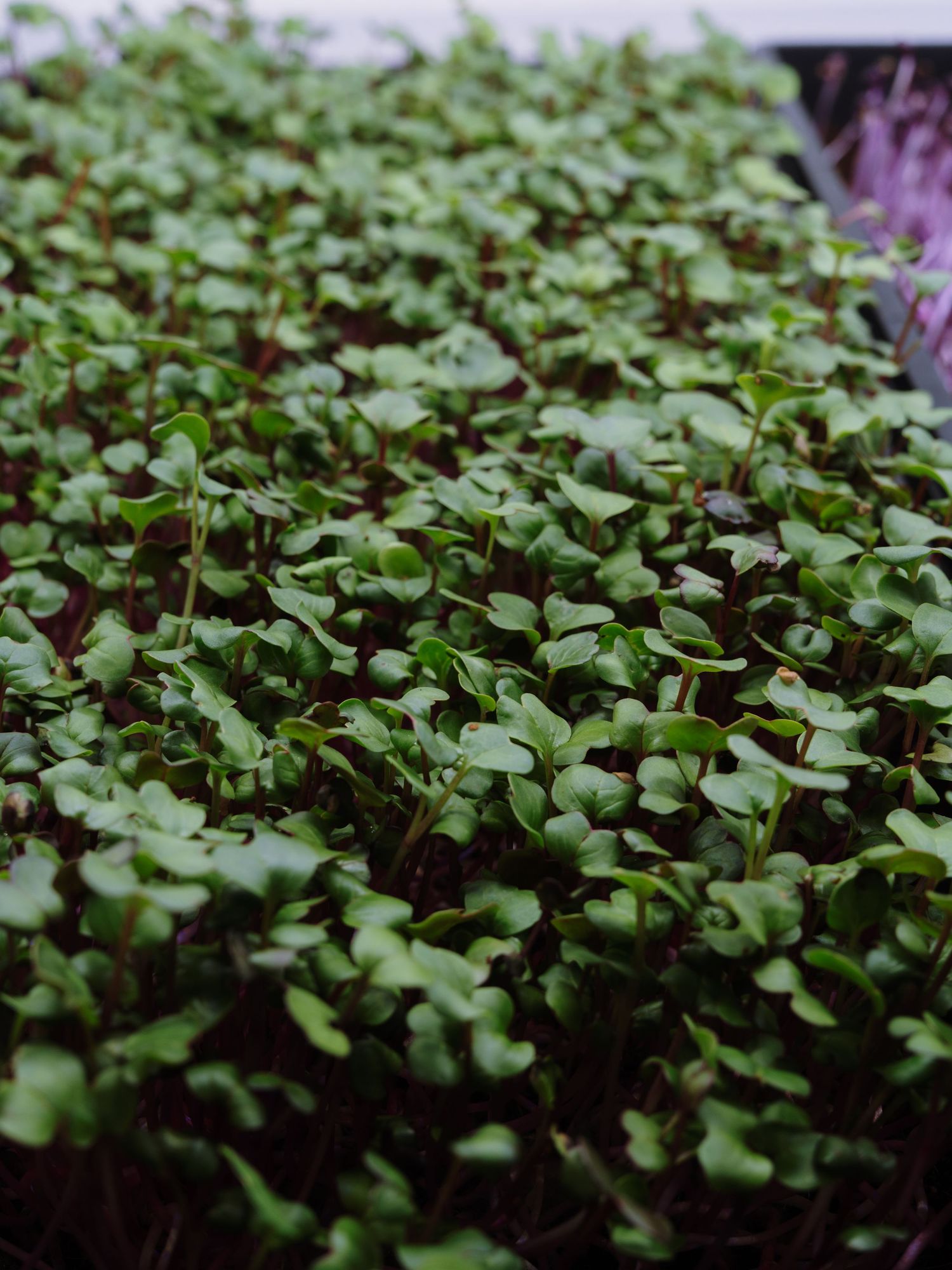 Dense tray of fresh green microgreens seedlings growing in dark soil, perfect for healthy eating.