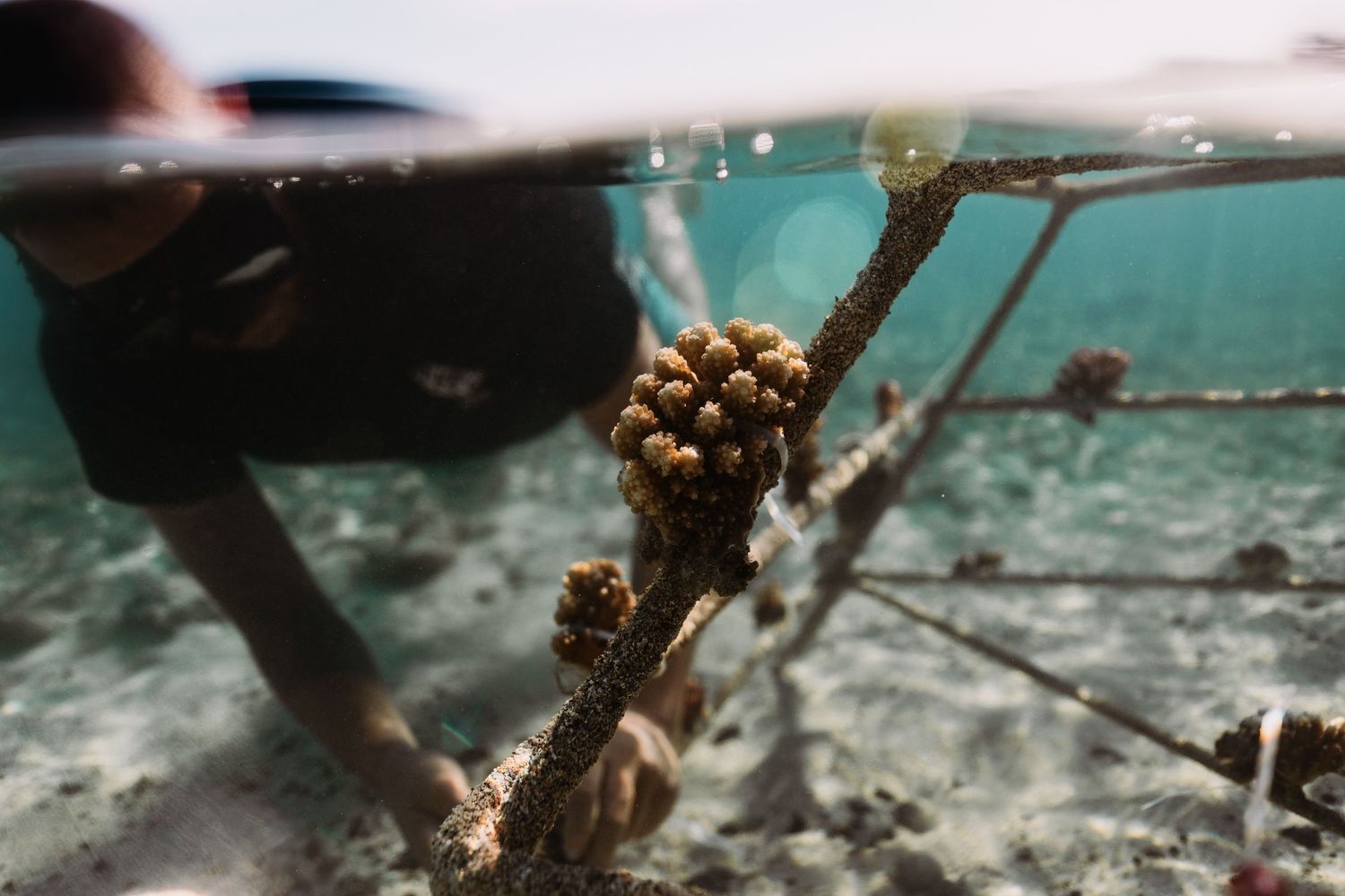 Diver attaching coral fragment to underwater rope frame structure for reef restoration.