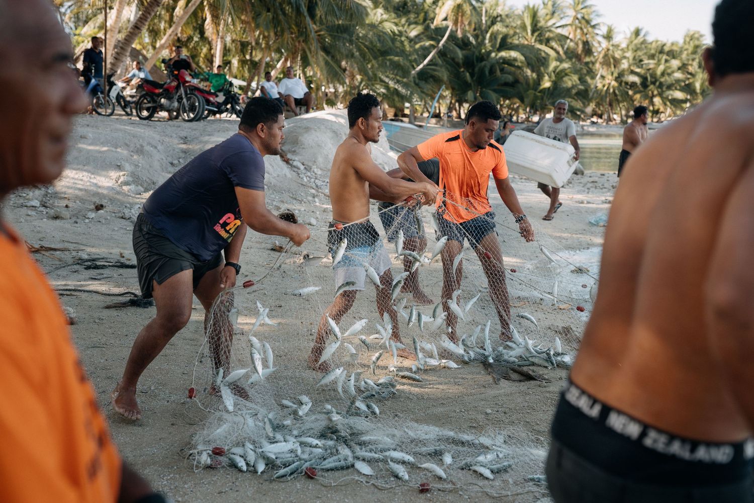 Fishermen sorting a fresh catch of fish from a net on a tropical beach with palm trees.