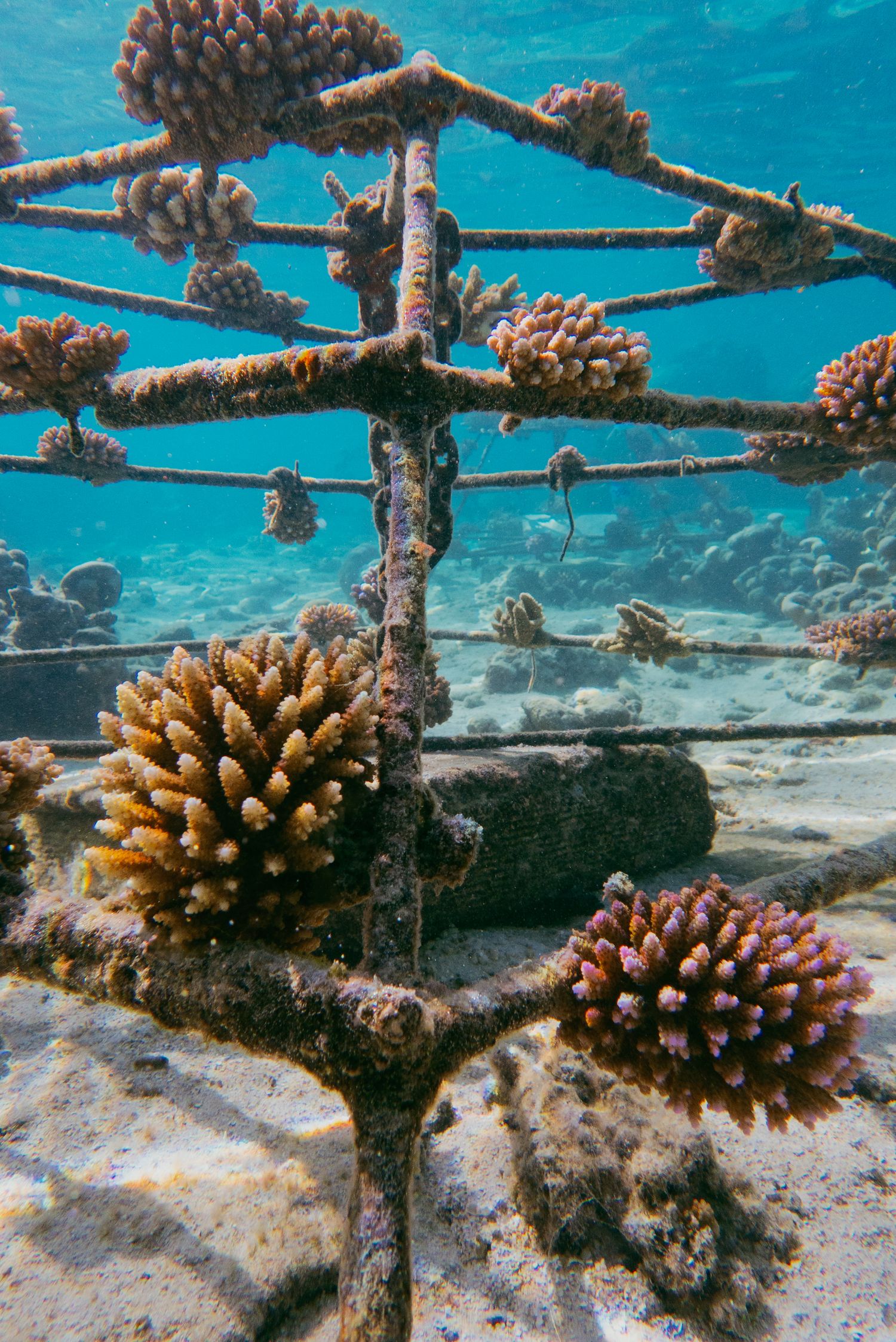 Underwater coral nursery frame with growing coral fragments attached to metal structure.