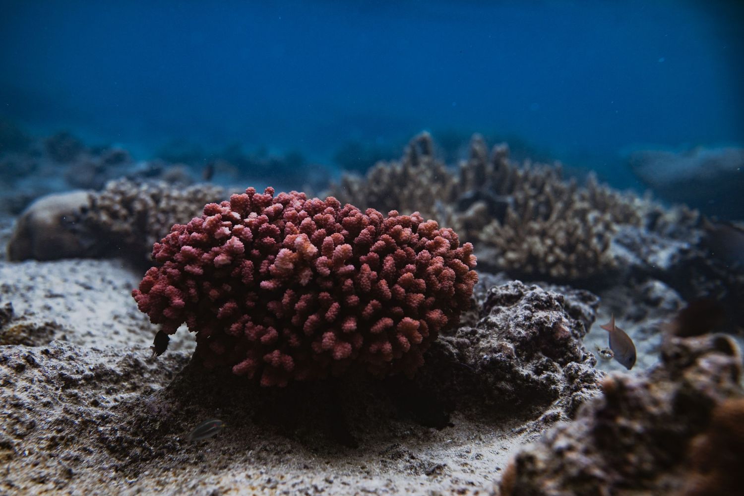 Red branching coral resting on sandy ocean floor with blue water background underwater.