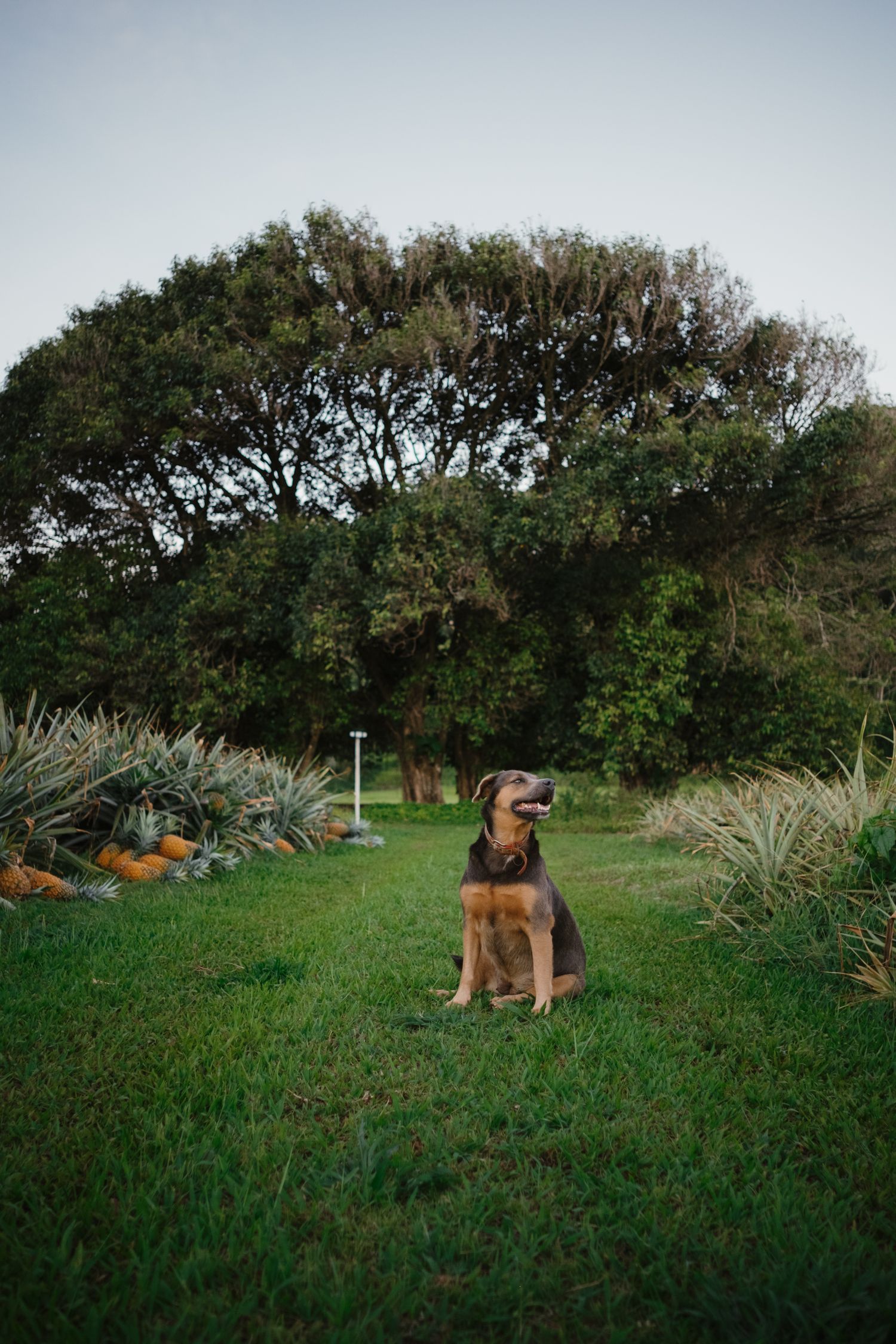 A brown and black dog sits on green grass in a park with large trees and ornamental grasses in the background.