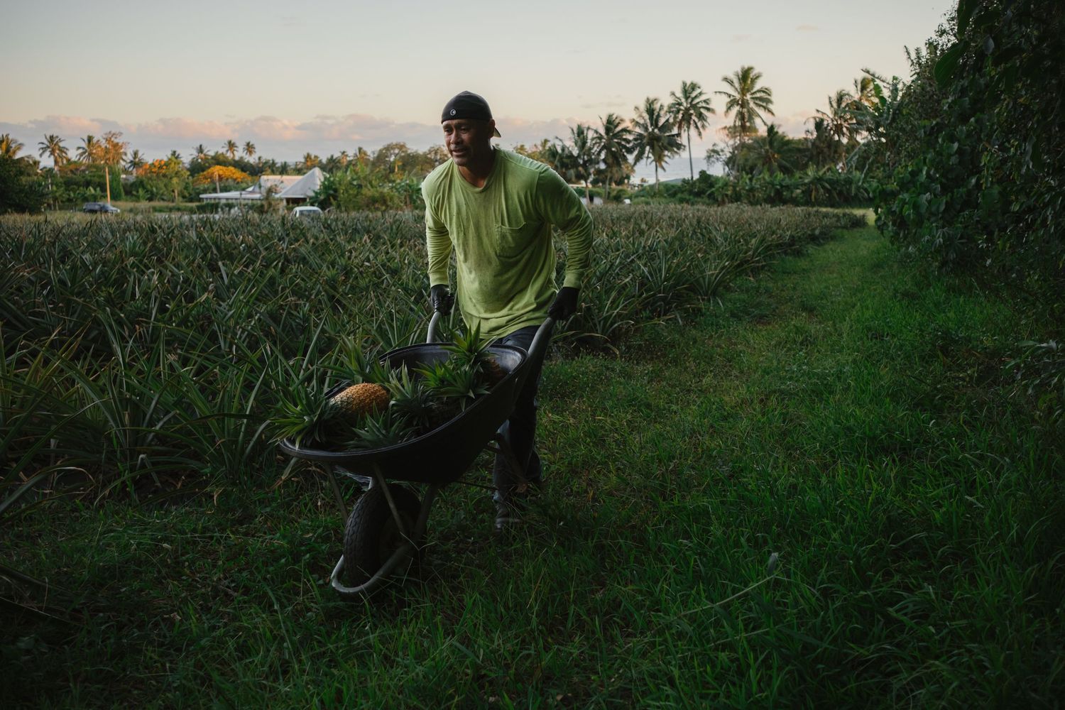 Farm worker pushing a wheelbarrow through lush pineapple fields at dusk in a tropical setting.