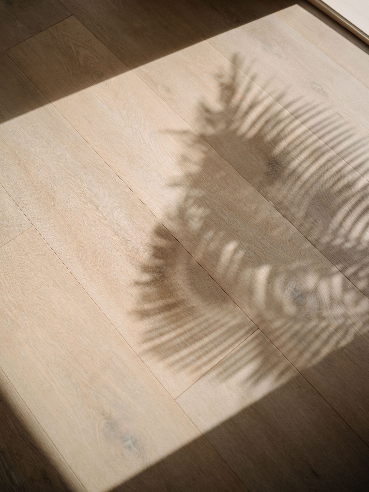 Shadow of a fern plant cast on light wood flooring in warm natural sunlight.